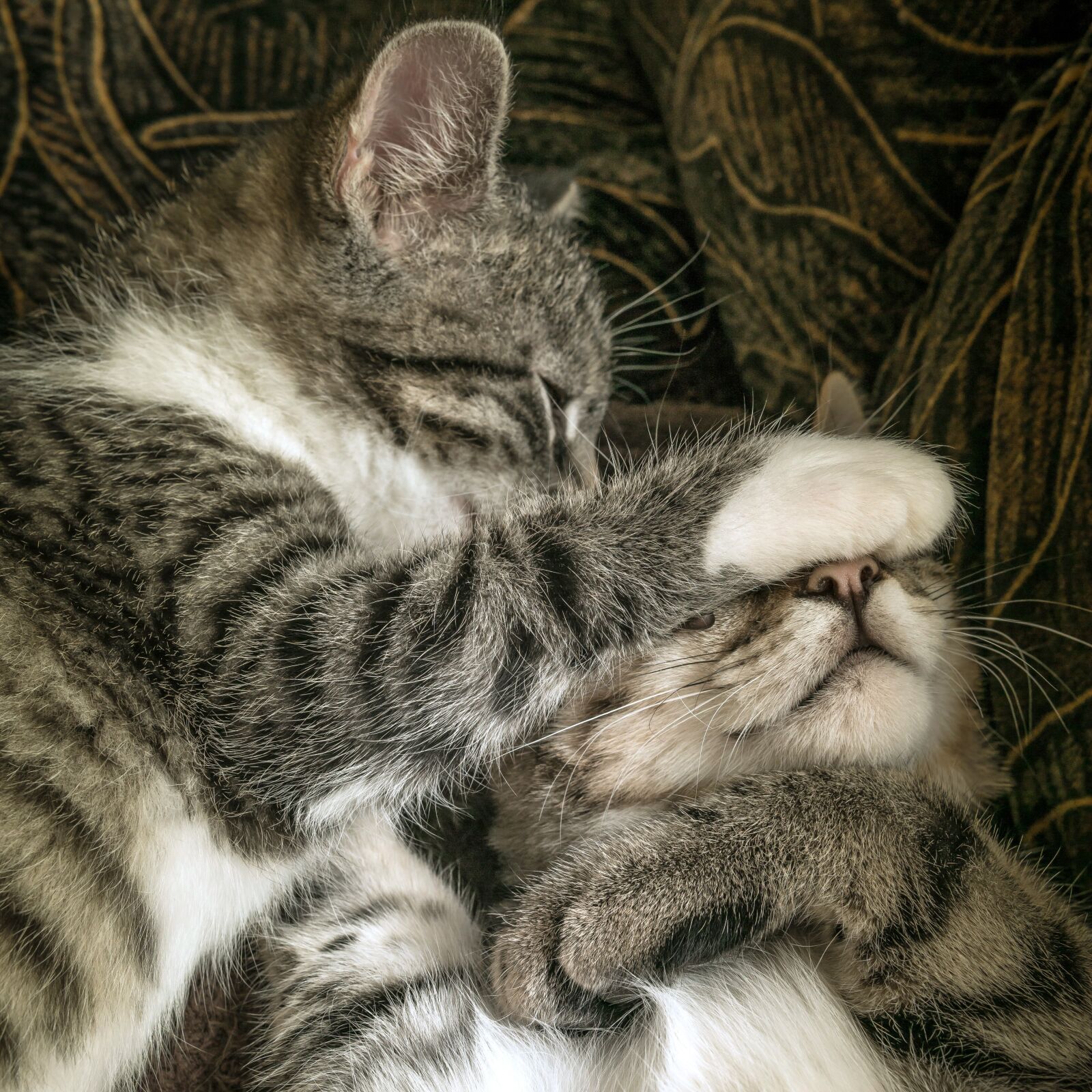 30mm F1.4 DC DN | Contemporary 016 sample photo. Cat, two, friendship photography