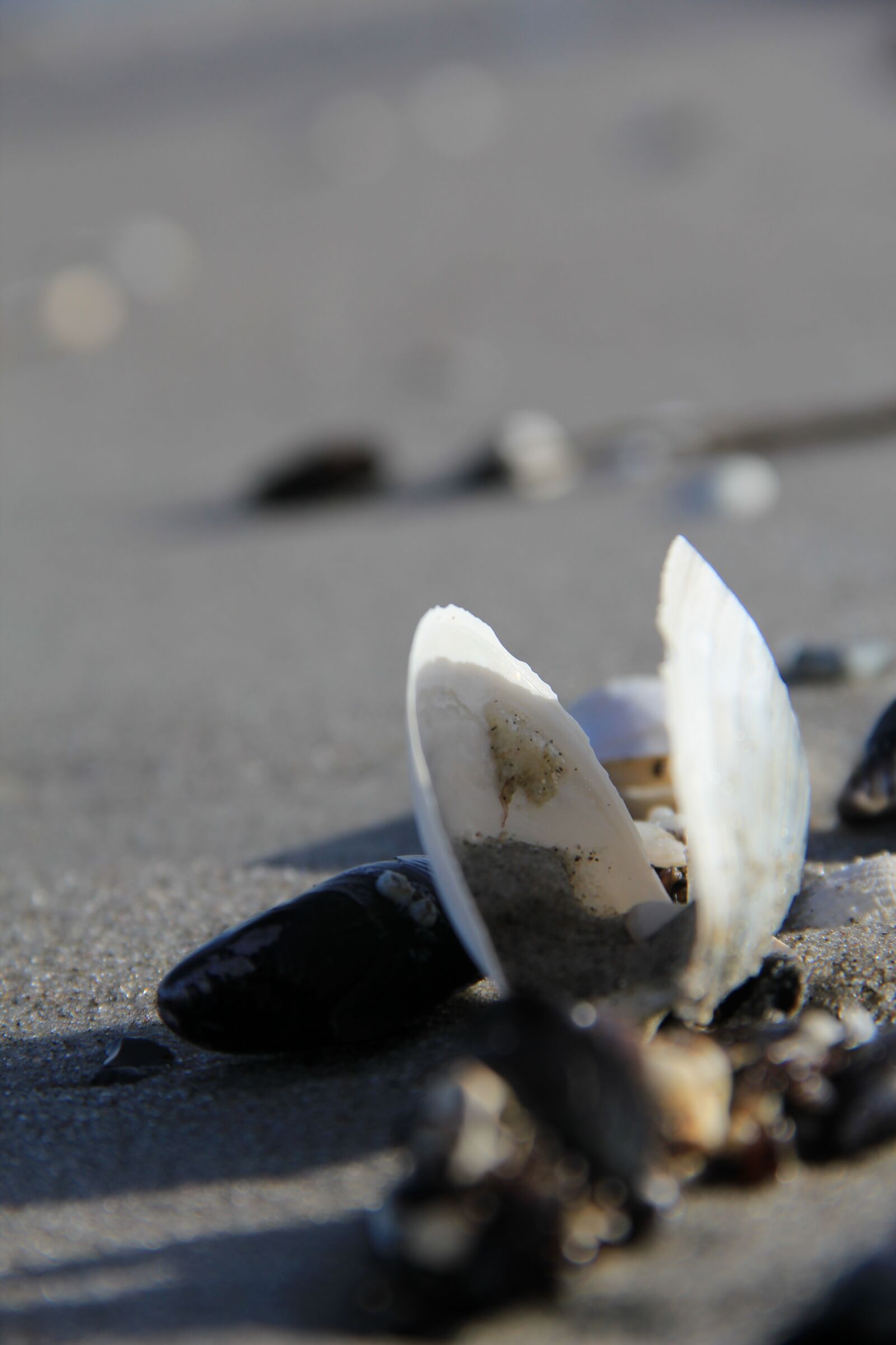 Canon EOS 550D (EOS Rebel T2i / EOS Kiss X4) sample photo. Beach, shell, summer photography
