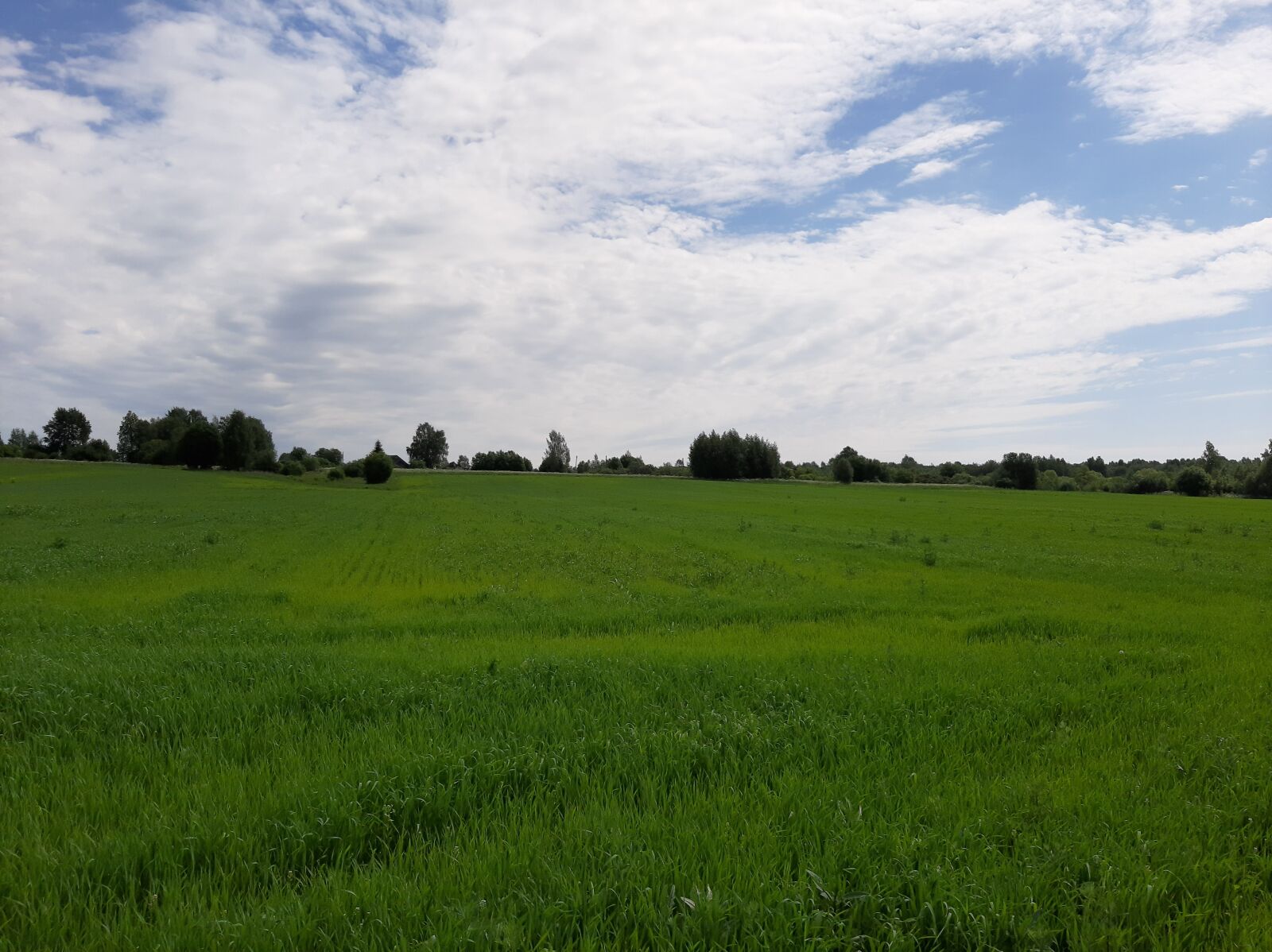 Samsung Galaxy A50 sample photo. Nature, field, landscape photography