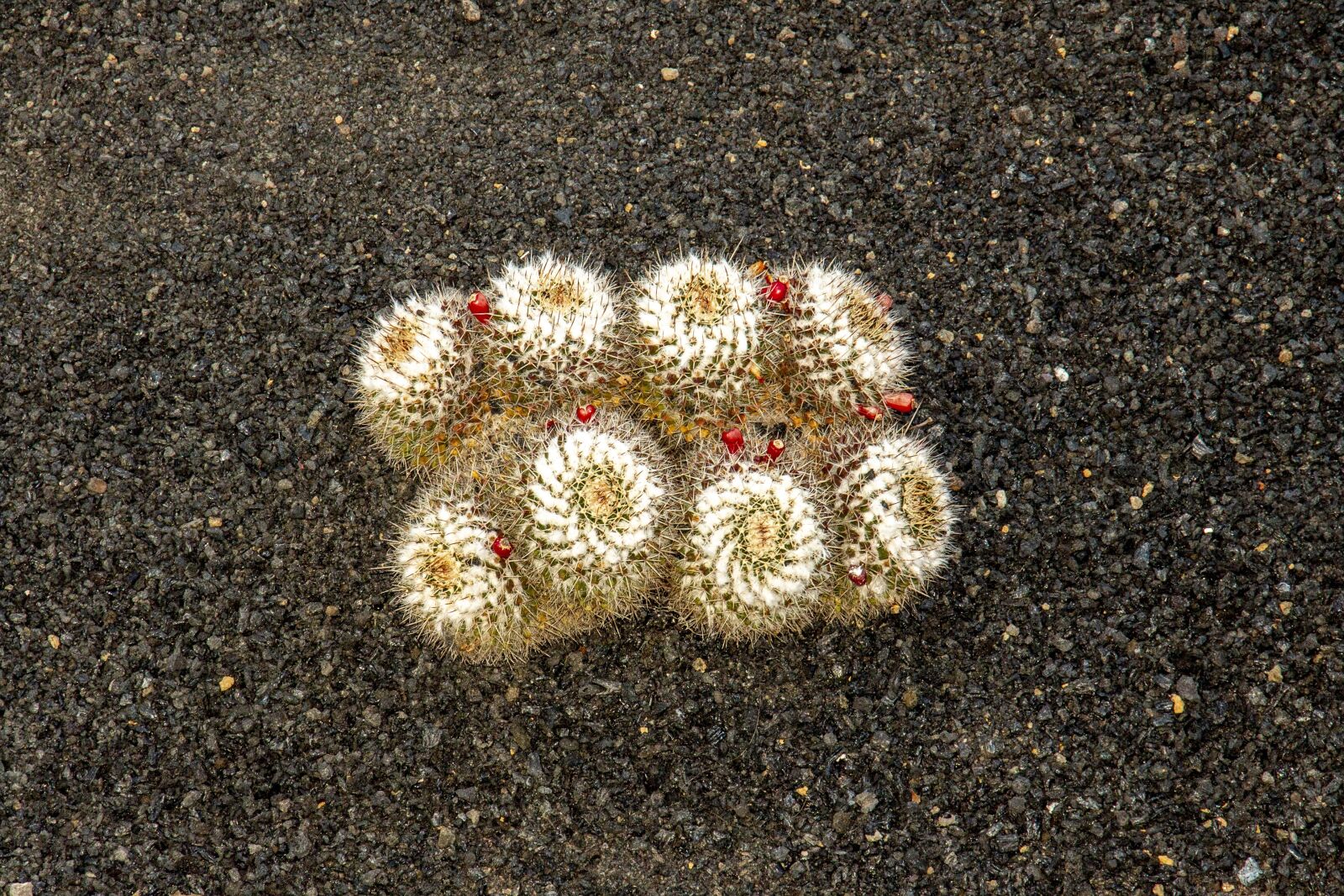 Canon EOS 650D (EOS Rebel T4i / EOS Kiss X6i) sample photo. Cactus, lanzarote, canary photography