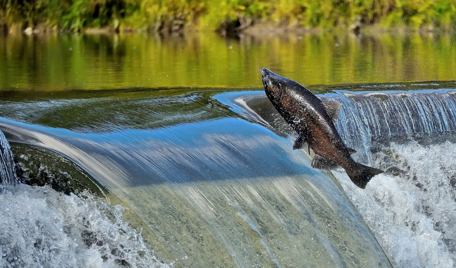Nikon D850 sample photo. Water, nature, river photography