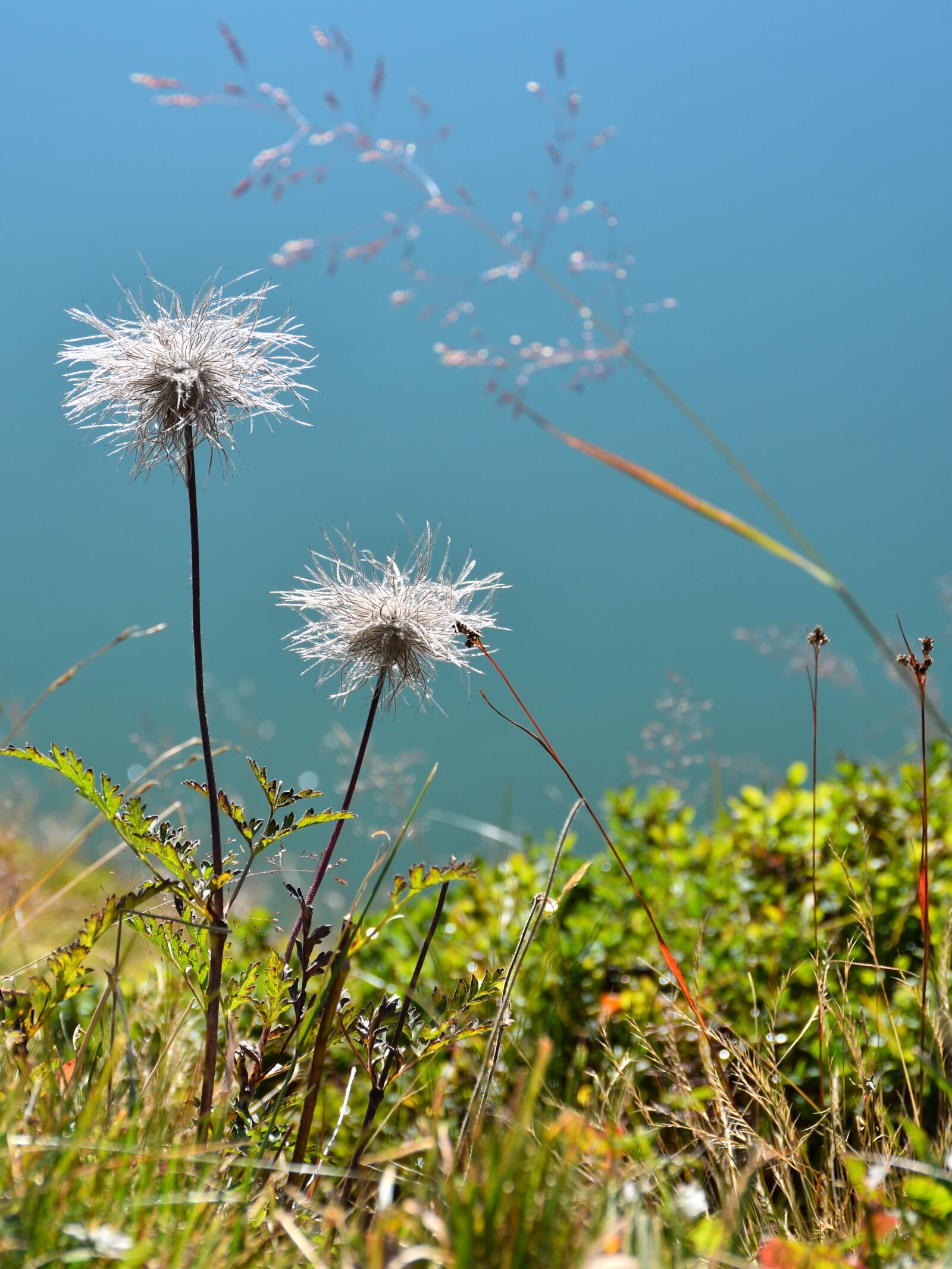 Nikon D5500 sample photo. Thistle, flower, plant photography