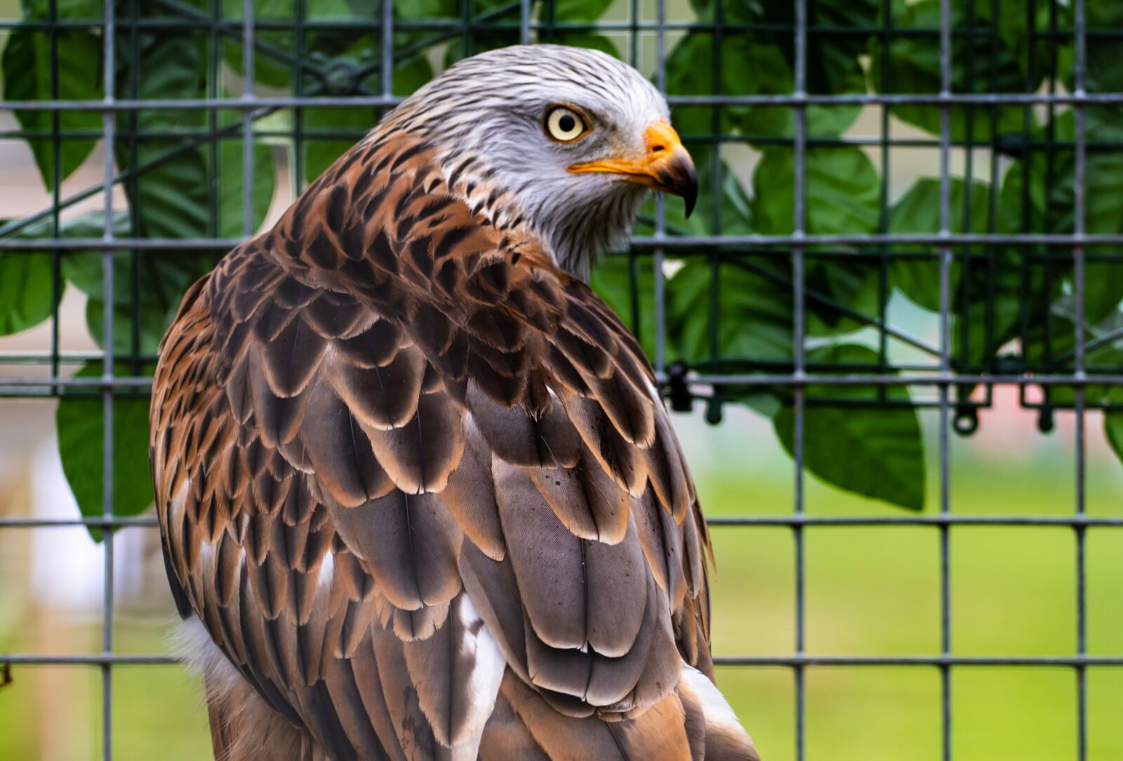 Canon EF 70-200mm F4L USM sample photo. Red kite, red kite photography