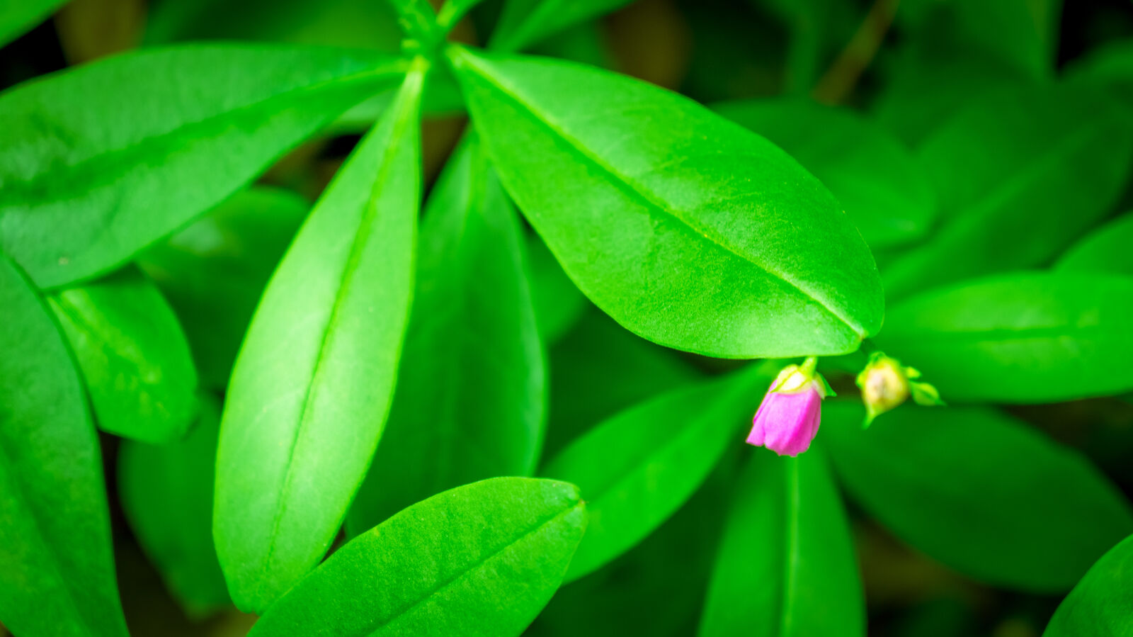 Sony Alpha a3000 + Sony E 18-55mm F3.5-5.6 OSS sample photo. Beautiful, flowers, flowering, plant photography