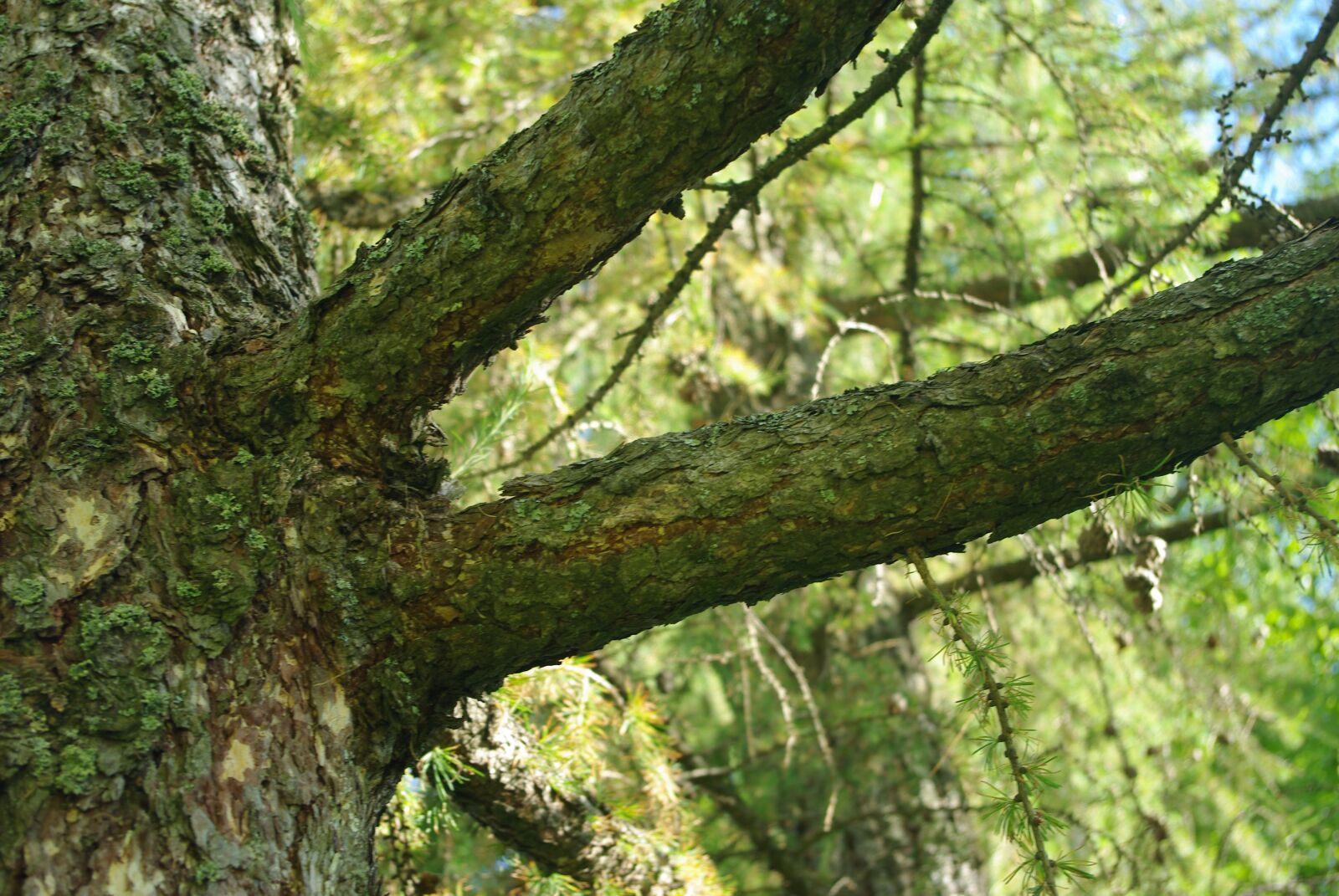 Pentax K200D sample photo. Spruce, tree, green photography