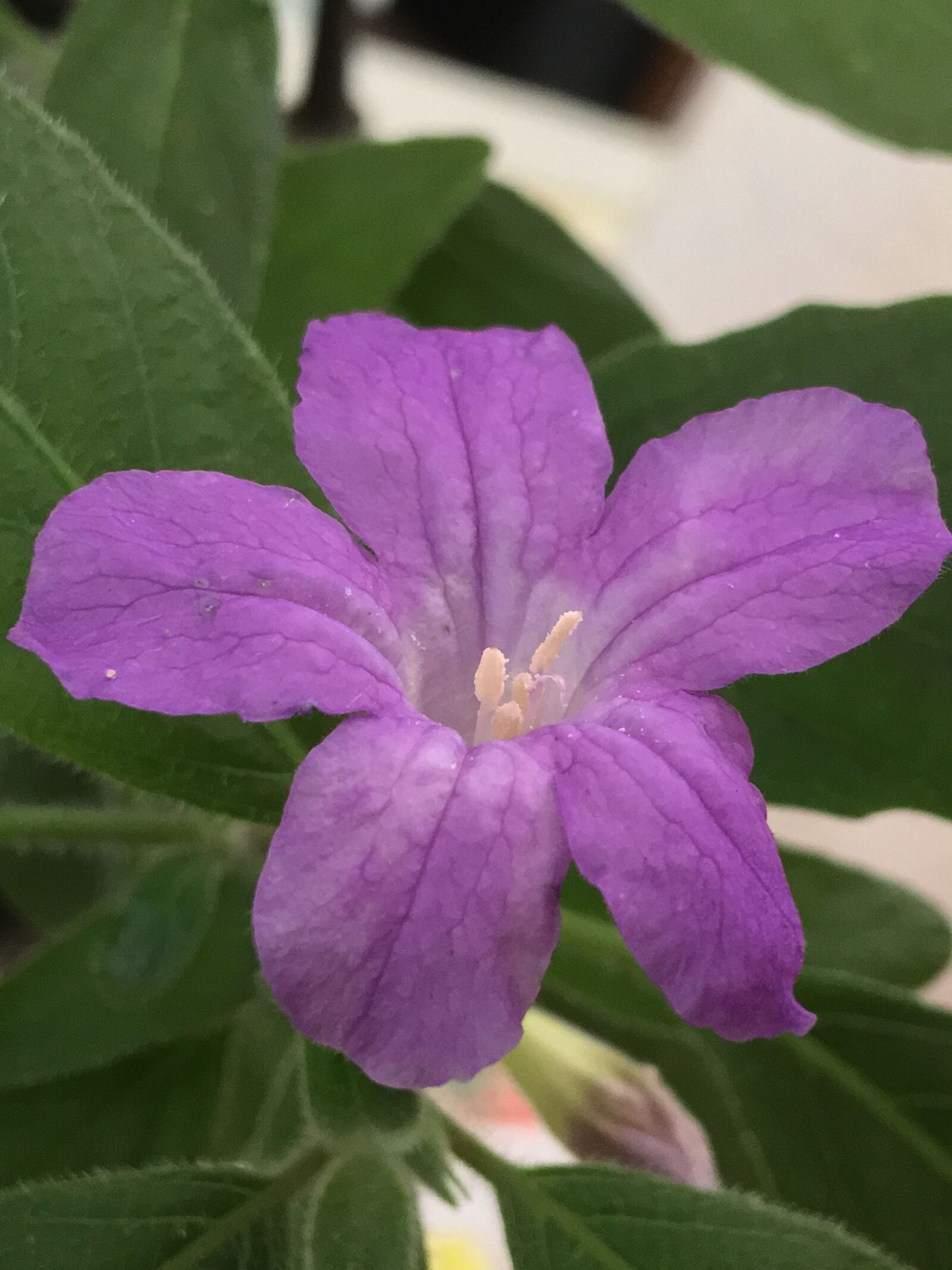 iPhone 6s Plus back camera 4.15mm f/2.2 sample photo. Flower lilac, petals lilac photography