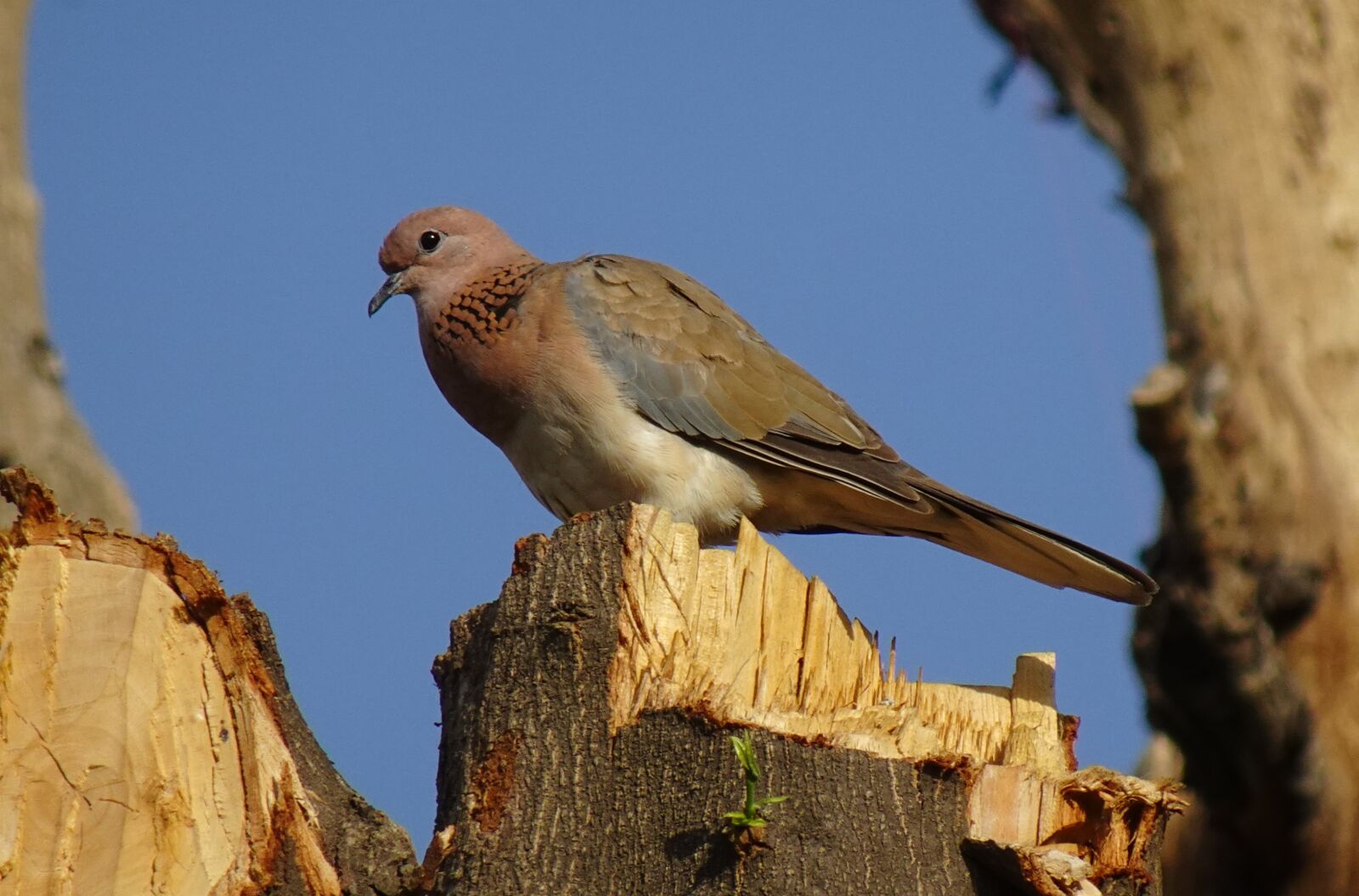 Sony DSC-WX800 sample photo. Dove, bird, laughing dove photography