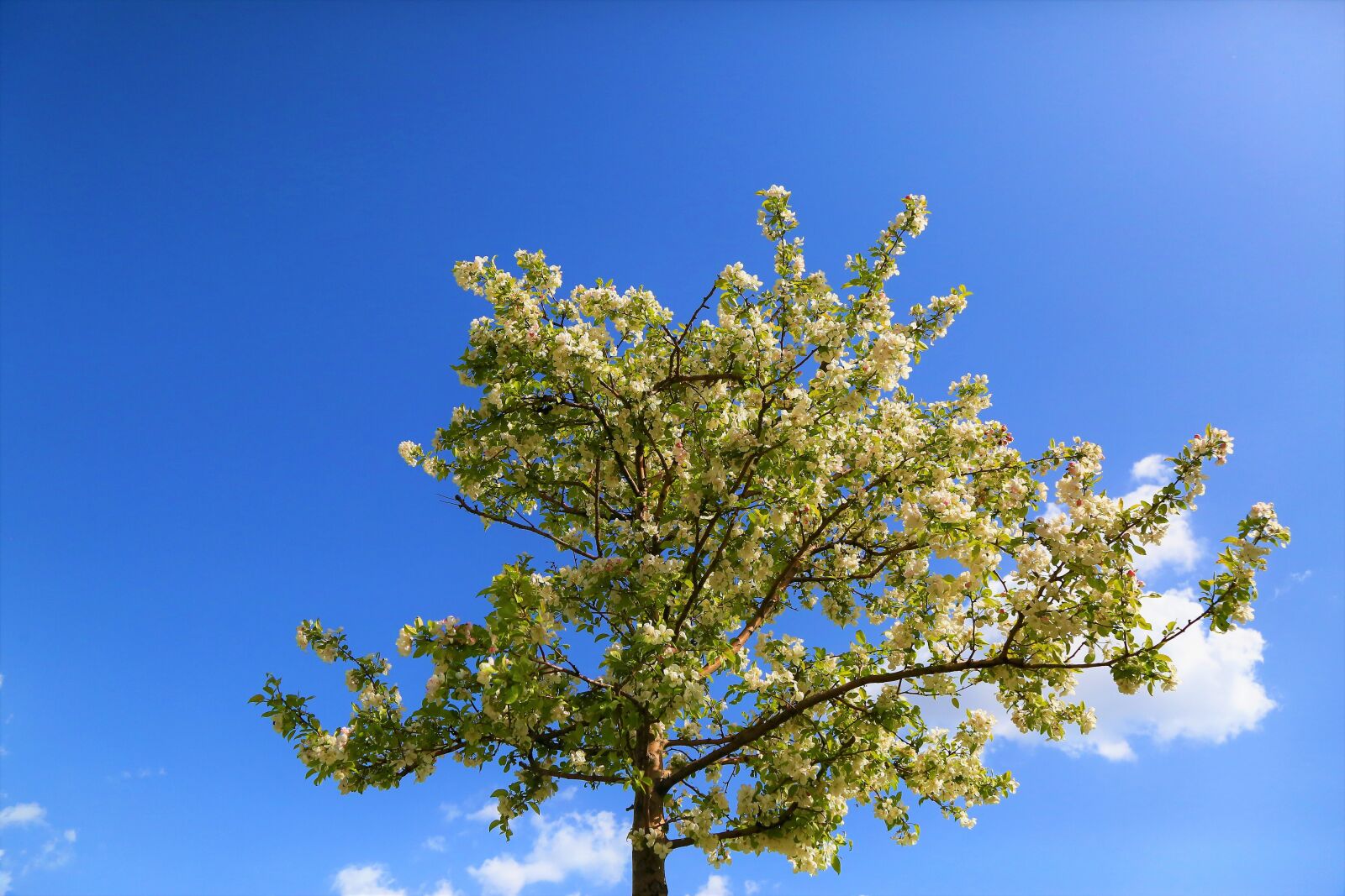 Canon EF 24-105mm F4L IS USM sample photo. Flowers, spring, nature photography