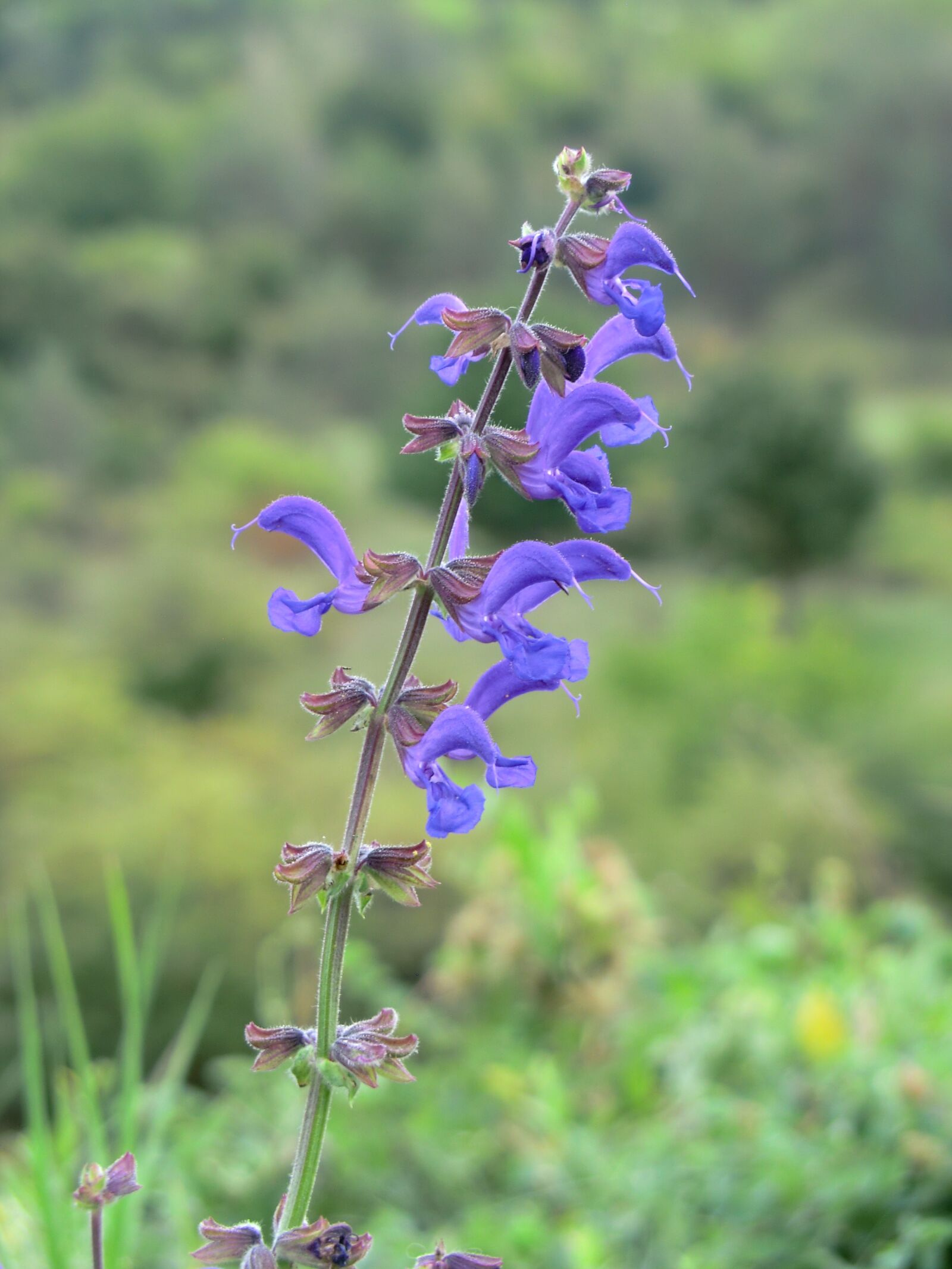 CASIO EX-H5 sample photo. Flower, blue, meadow photography