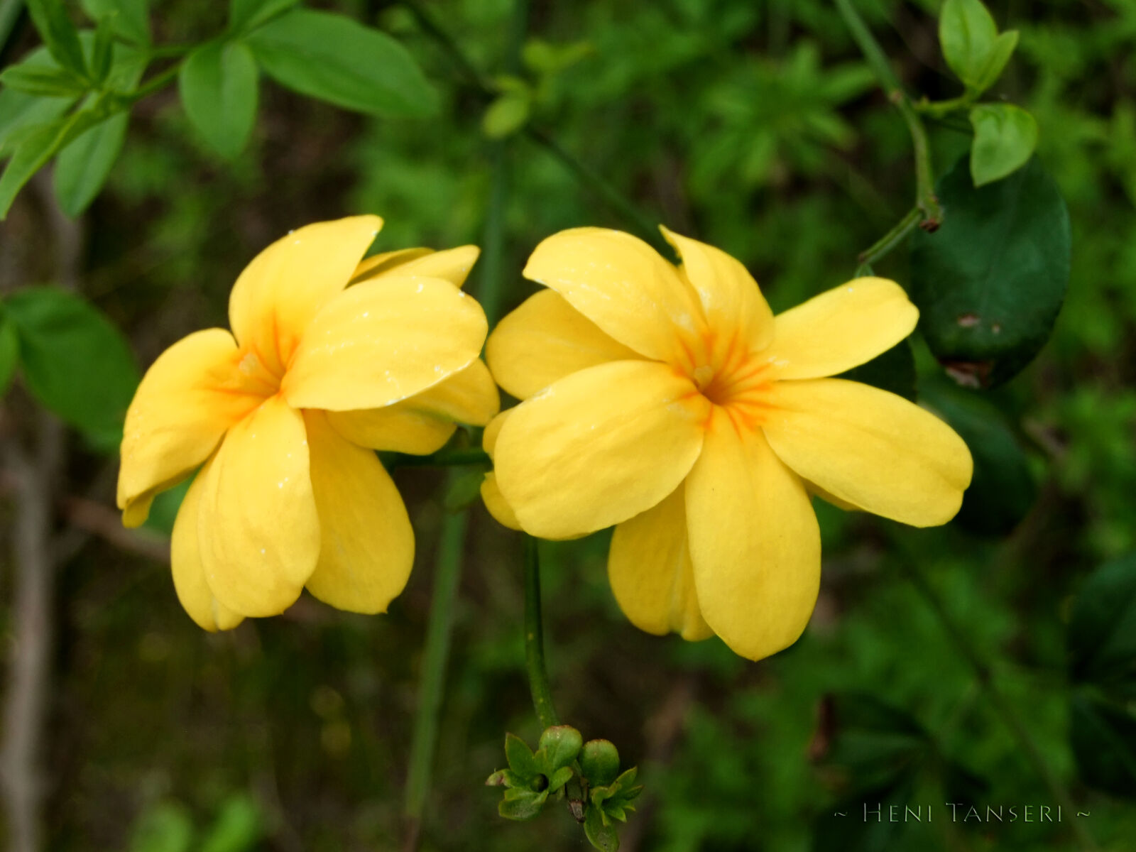 FujiFilm FinePix F70EXR (FinePix F75EXR) sample photo. Flowers photography