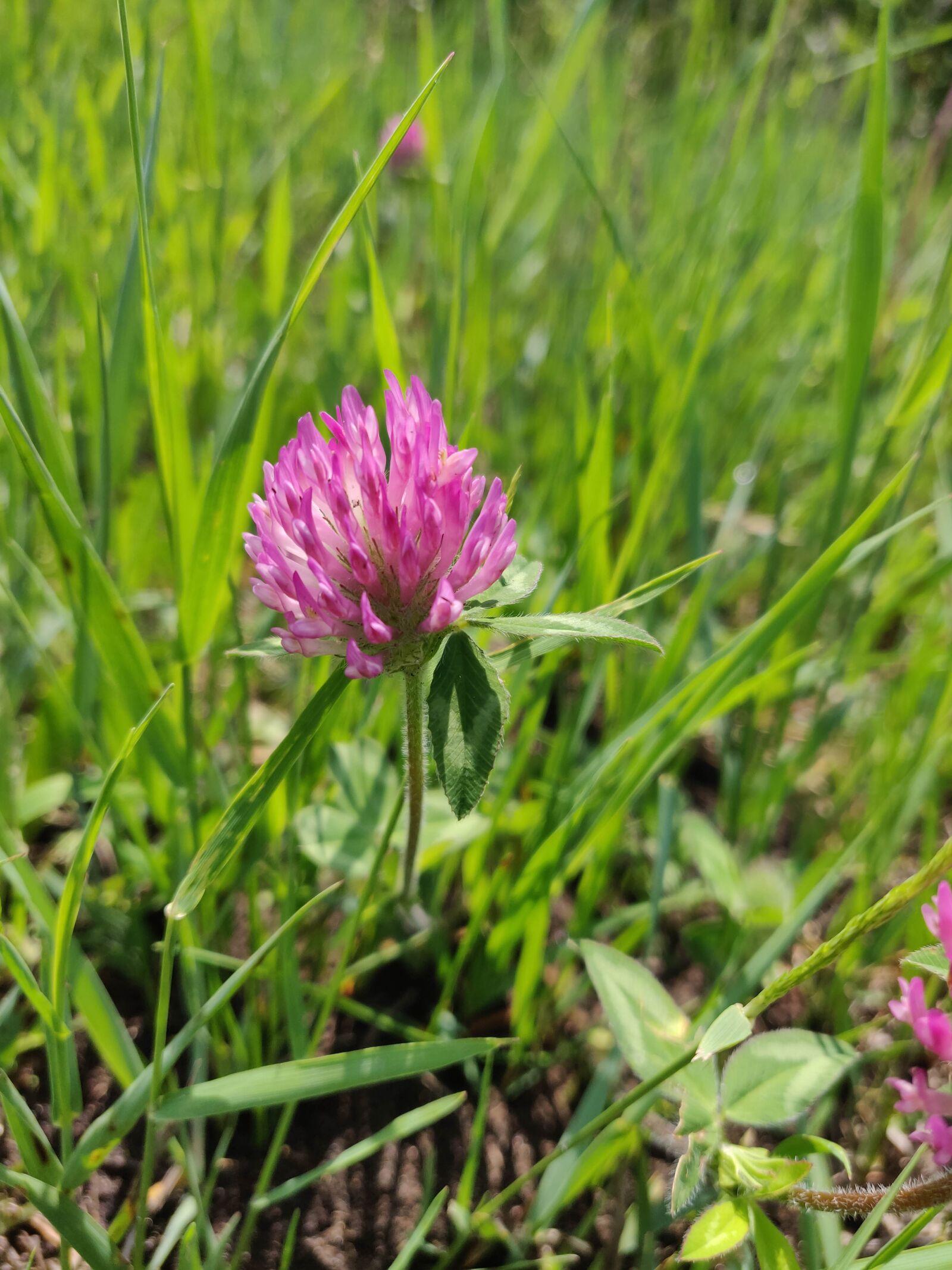 OnePlus A6000 sample photo. Clover, grass, summer photography