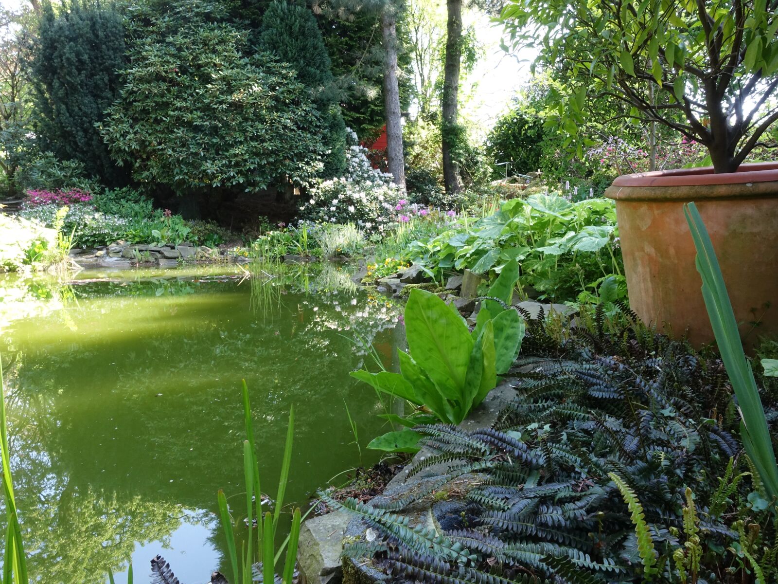 Sony Cyber-shot DSC-RX100 III sample photo. Garden, pond, water photography