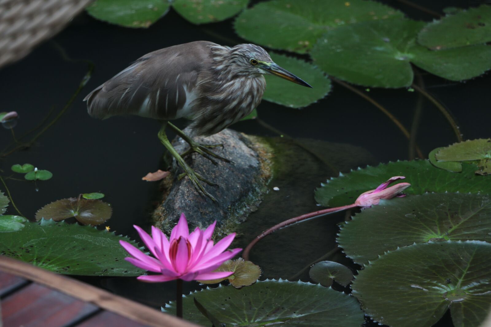 Canon EOS 70D sample photo. Bird, crane, pond photography