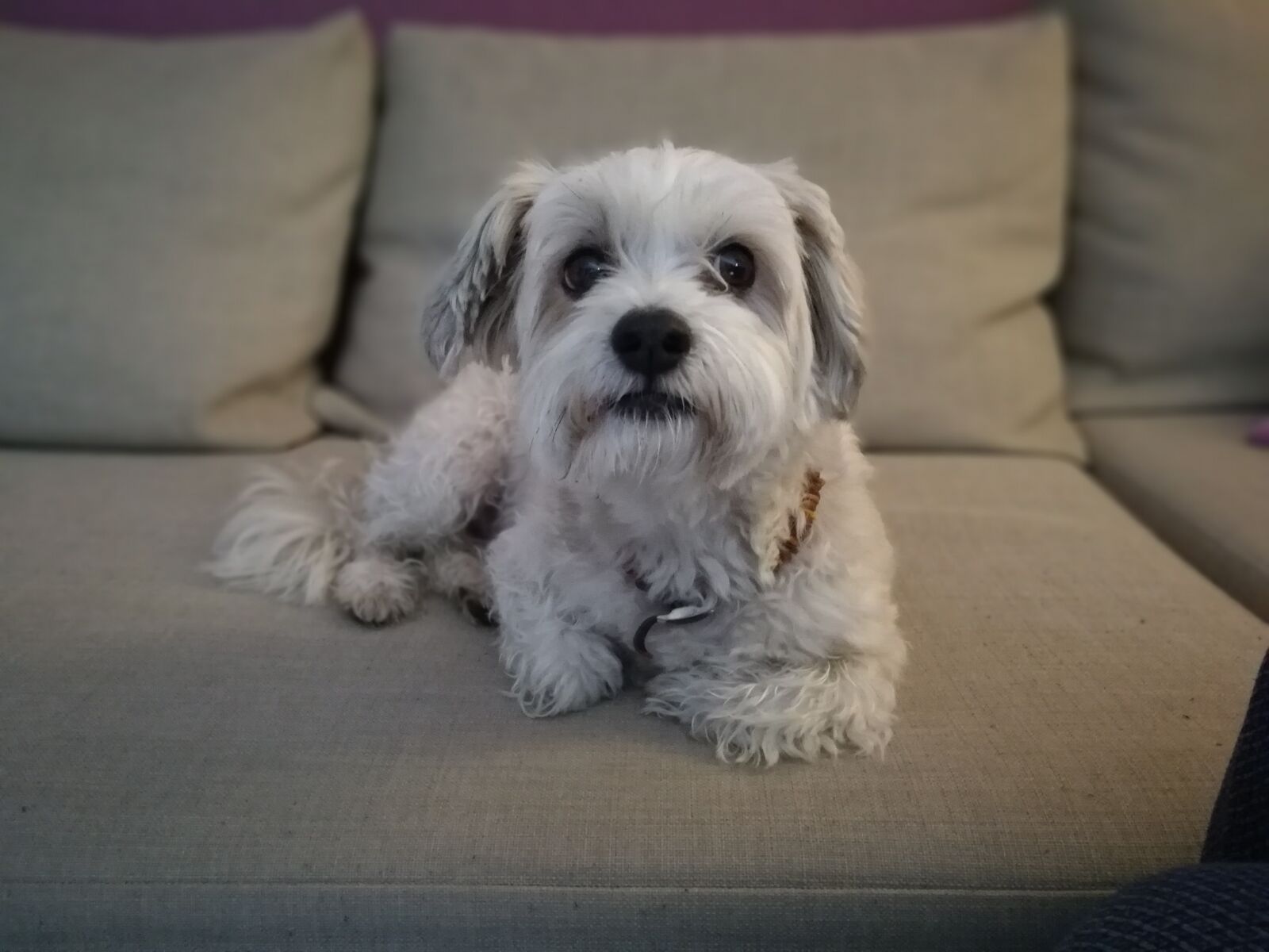 HUAWEI Honor 8 sample photo. Dog, havanese, couch photography