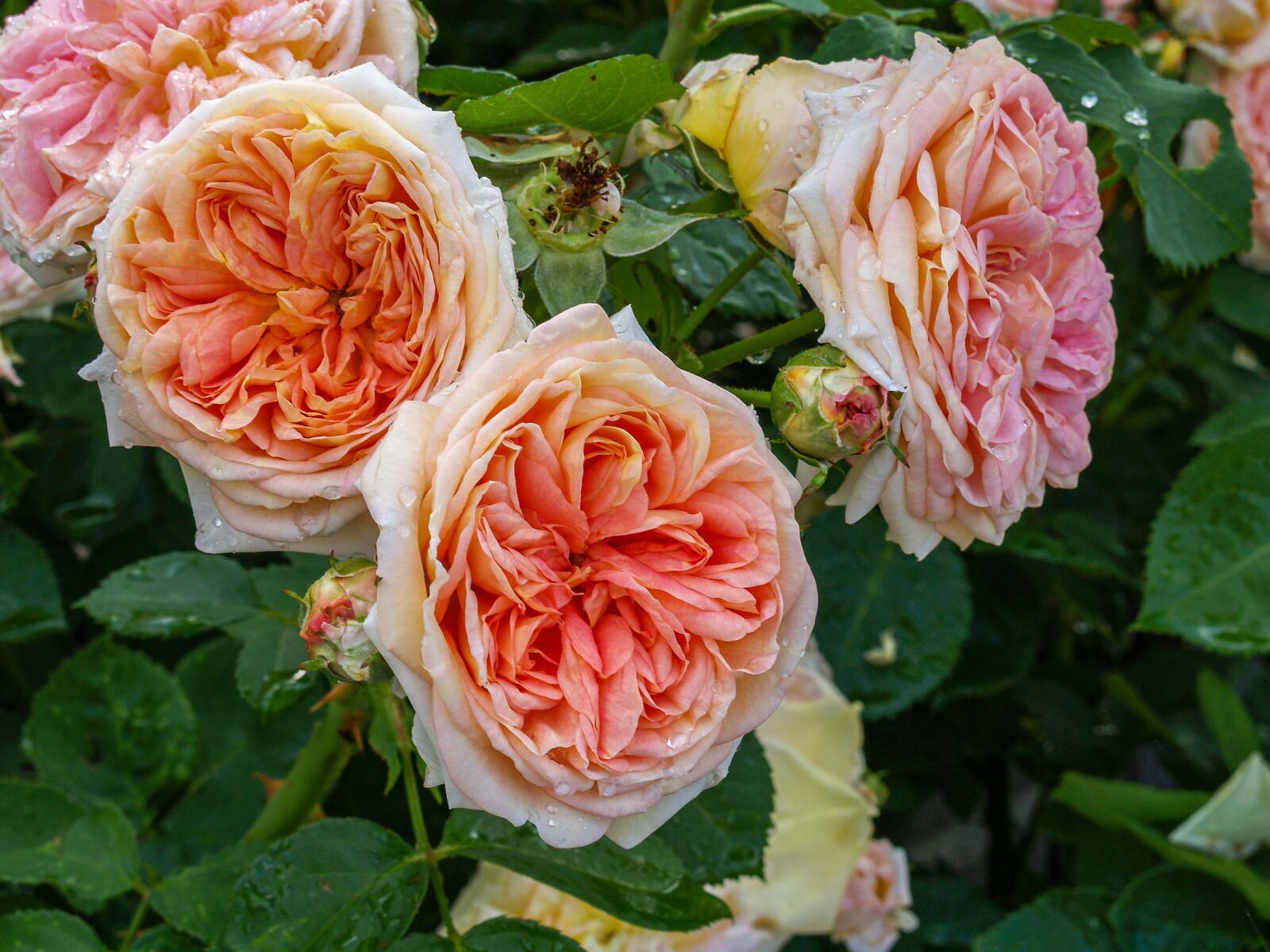 Olympus E-500 (EVOLT E-500) sample photo. Flower, rose, dense photography