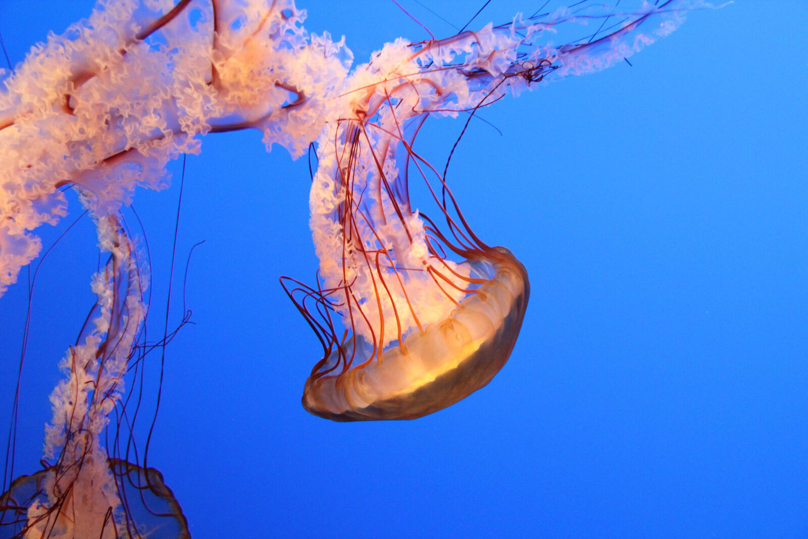 Canon EOS 60D sample photo. Jelly, jellyfish, ocean, sea photography