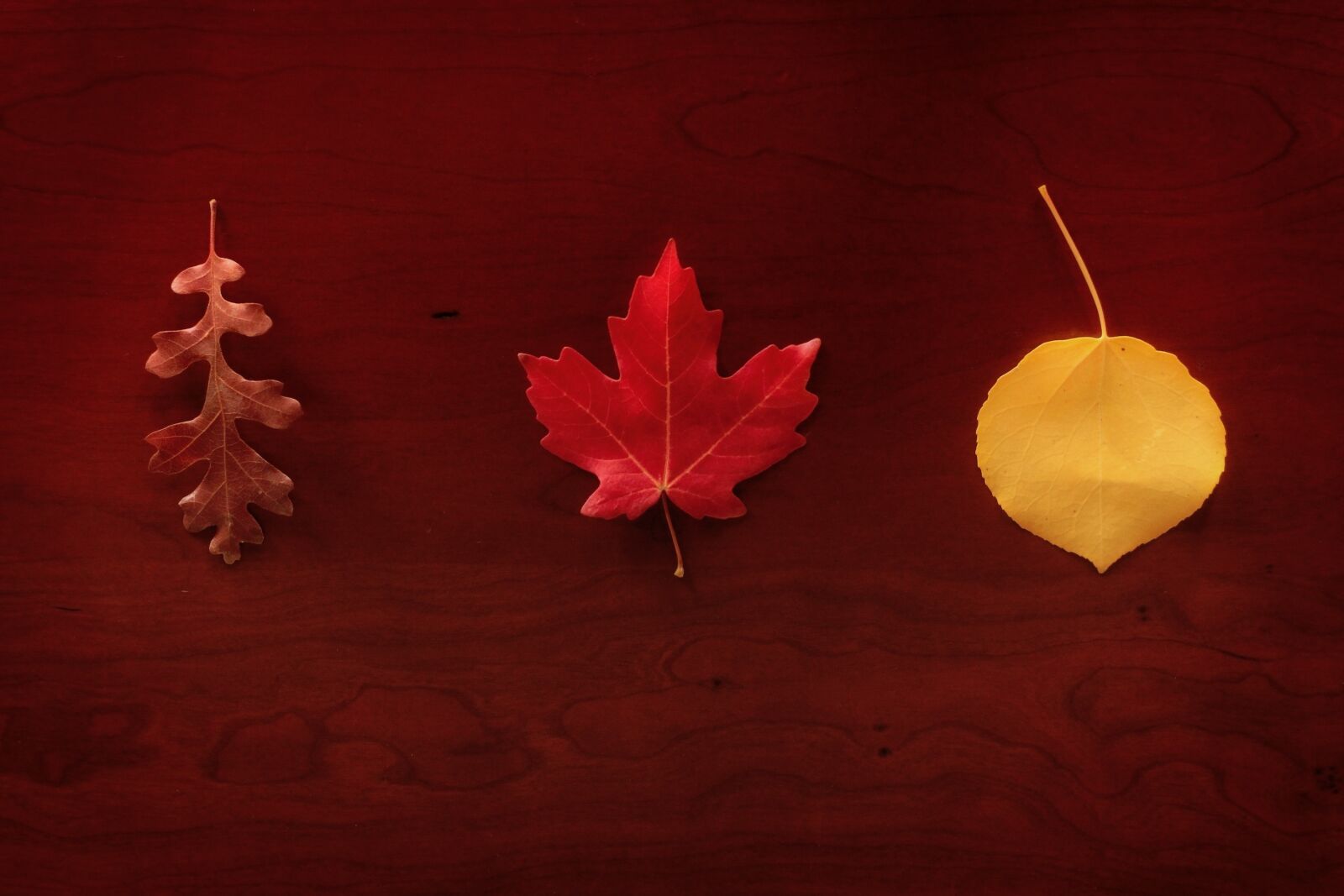 Canon EOS 550D (EOS Rebel T2i / EOS Kiss X4) sample photo. Leaves, autumn, maple photography