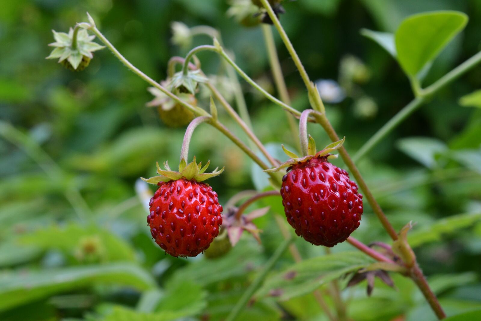 Nikon D3100 sample photo. Wild strawberry, fruit, bio photography