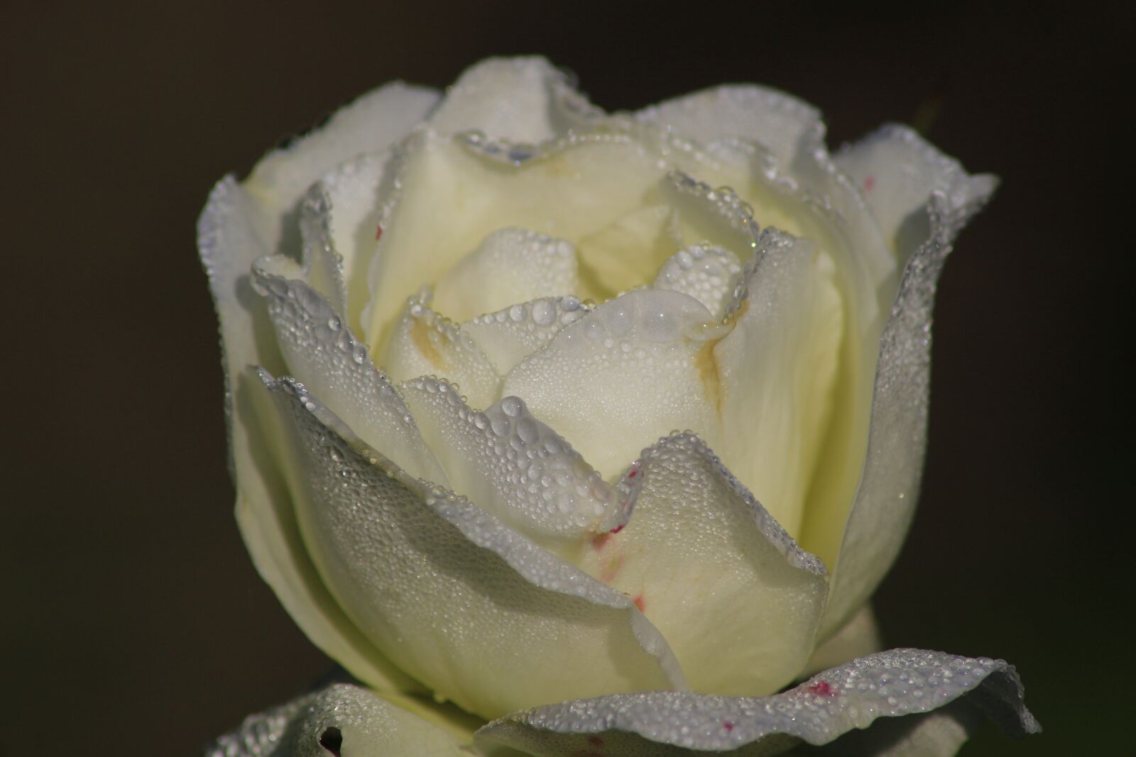 Canon EOS 100D (EOS Rebel SL1 / EOS Kiss X7) sample photo. Rose, fragrance, water photography