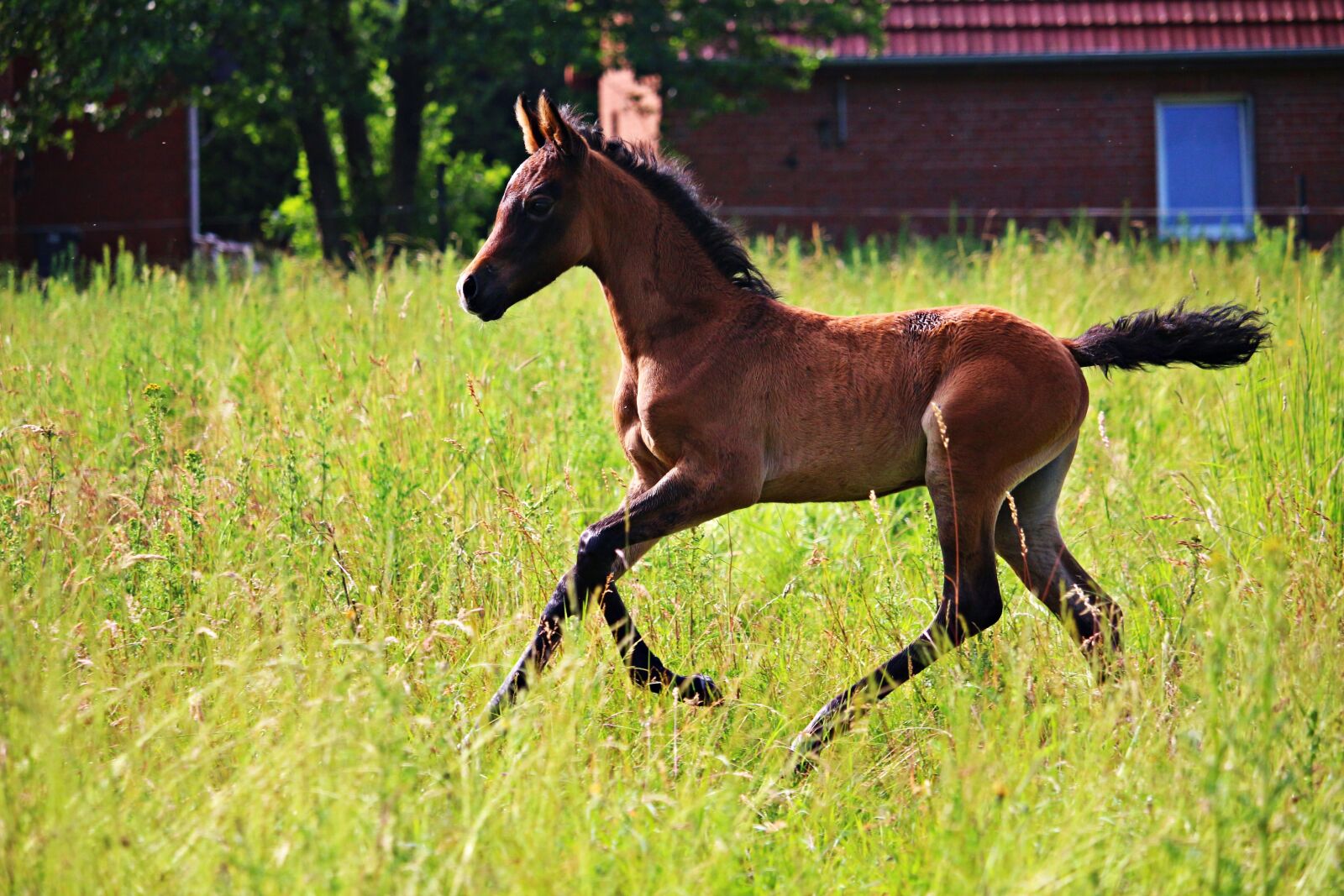 Canon EOS 100D (EOS Rebel SL1 / EOS Kiss X7) sample photo. Horse, foal, brown mold photography