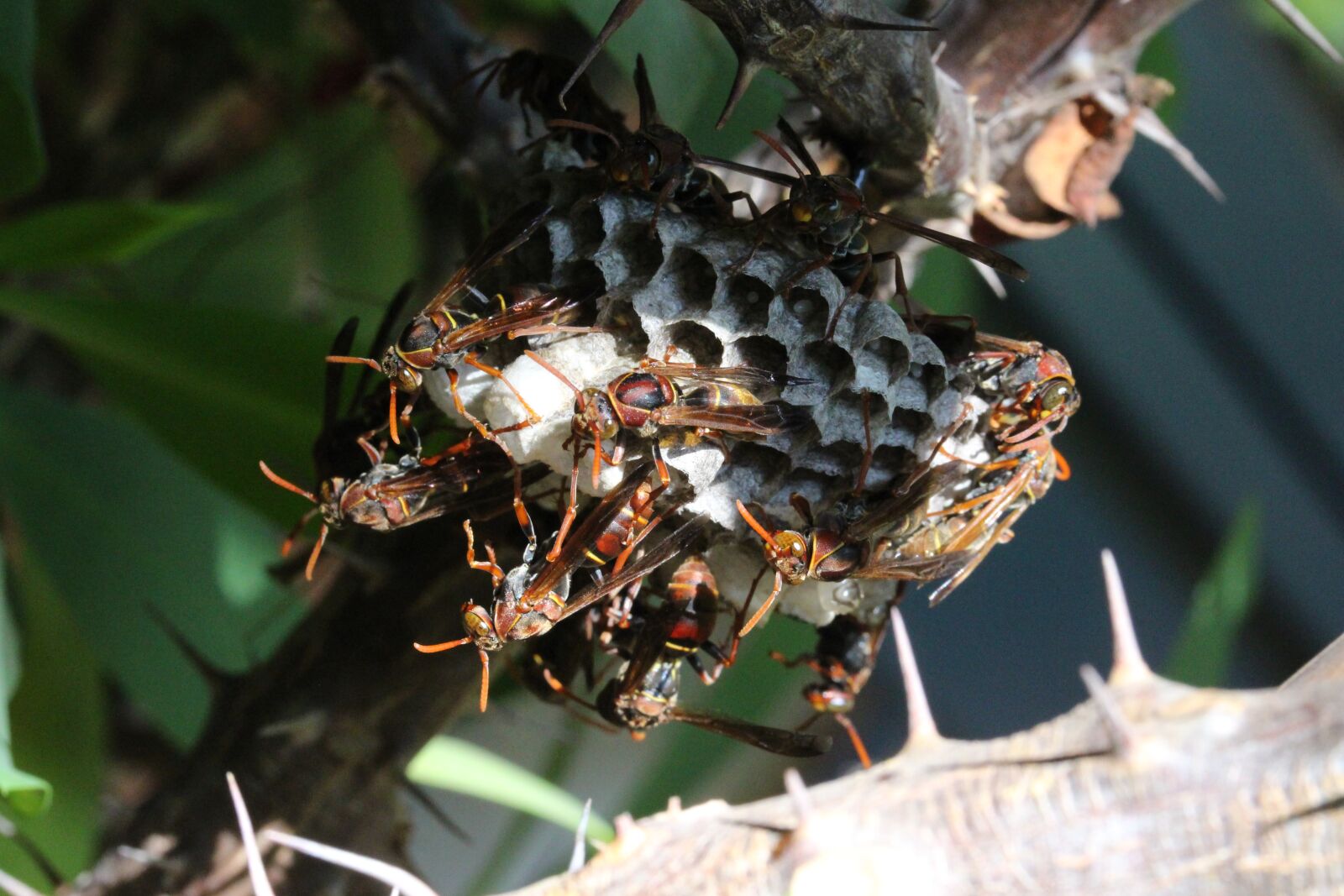 Canon EOS 700D (EOS Rebel T5i / EOS Kiss X7i) + Canon EF-S 60mm F2.8 Macro USM sample photo. Paper wasps, working together photography