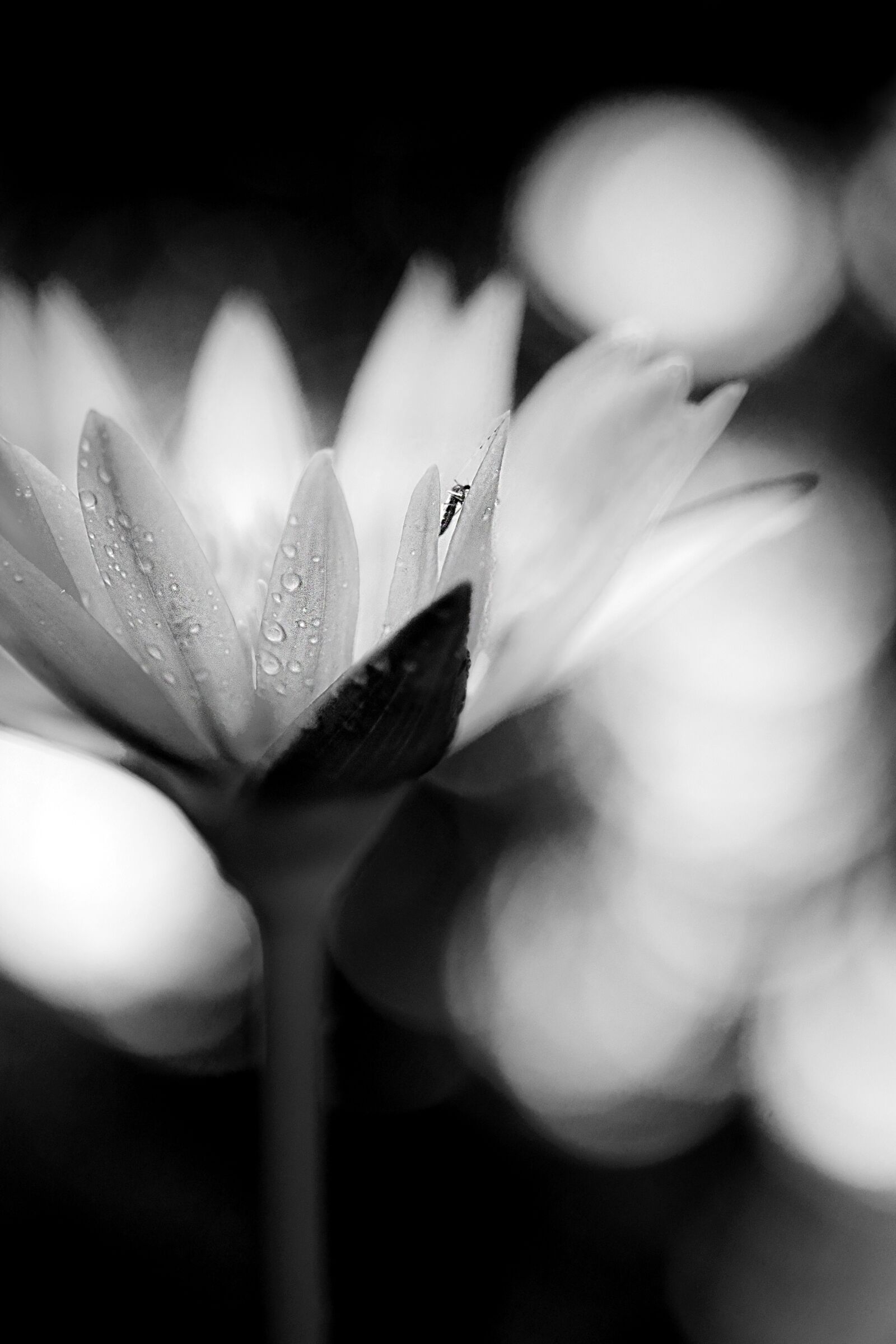 Canon EOS 750D (EOS Rebel T6i / EOS Kiss X8i) sample photo. Waterlily, macro, flower photography