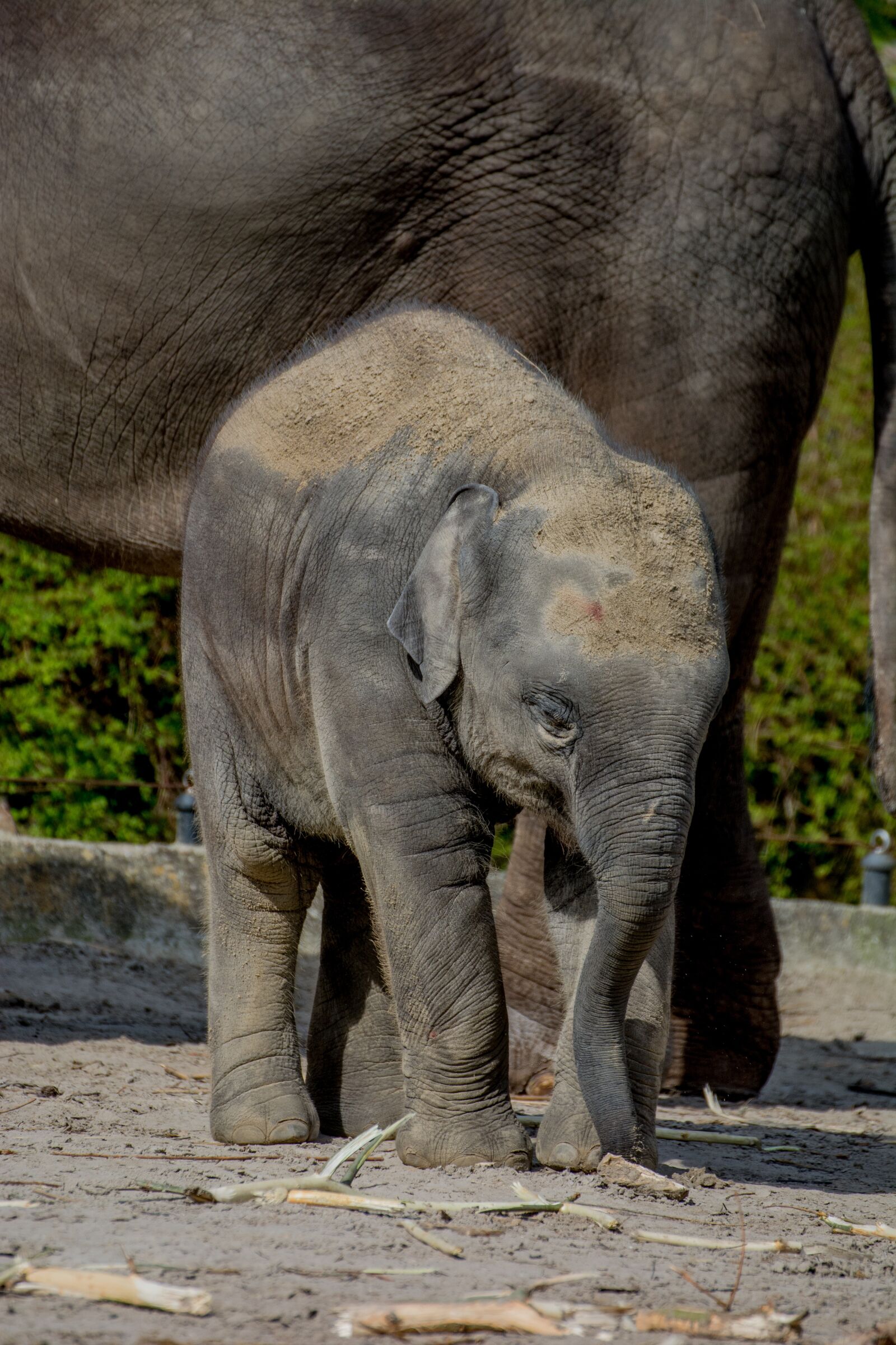 Nikon D7100 sample photo. Baby elephant, elephant, young photography