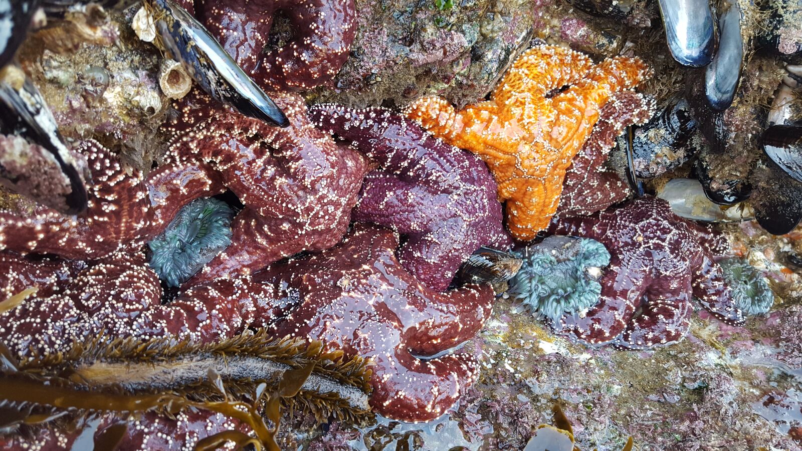 Samsung Galaxy S6 sample photo. Animal, sea star, starfish photography
