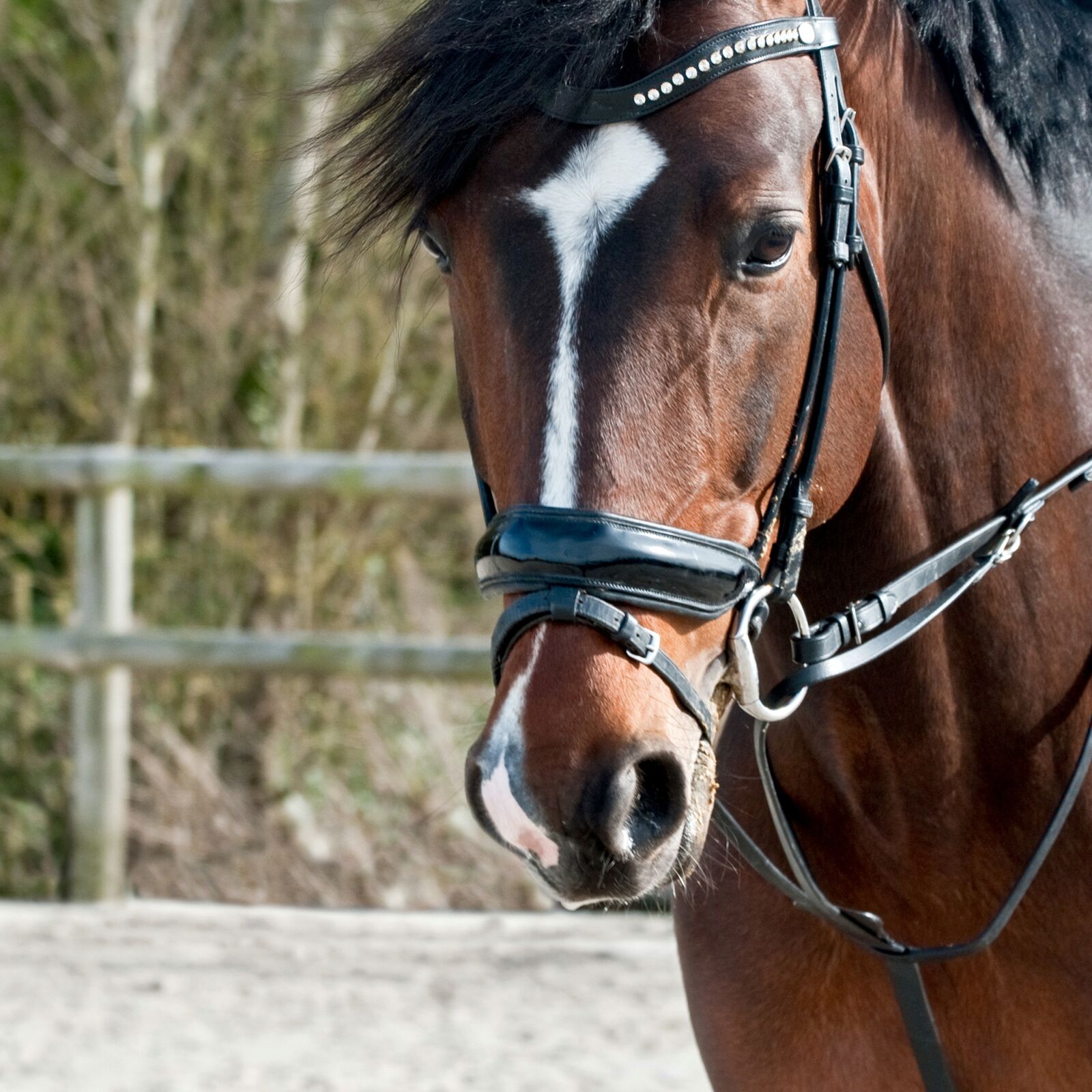 Nikon D300 sample photo. Horse, head, sun photography