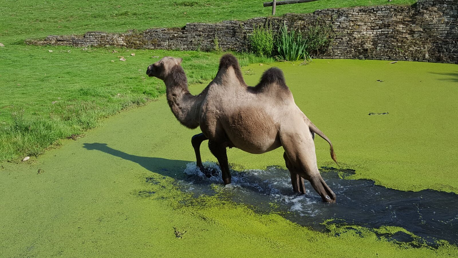 Samsung Galaxy S6 sample photo. Dromedary, zoo, nature photography