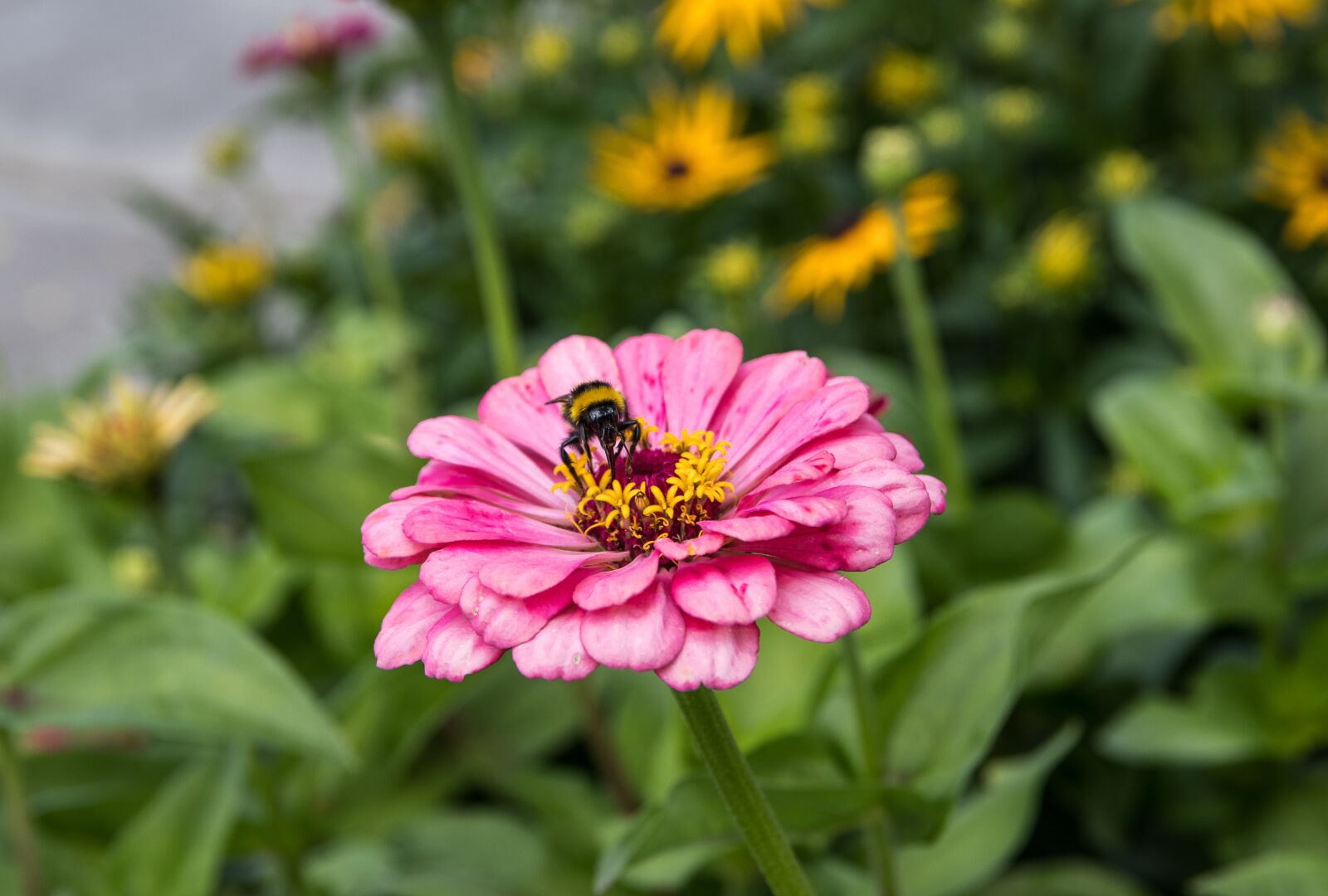Canon EOS 80D sample photo. Zinnia, flower, plant photography