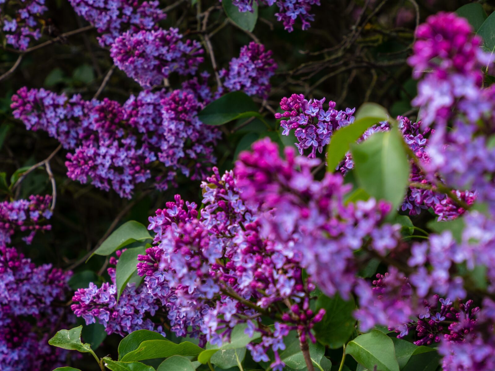 Olympus OM-D E-M10 III sample photo. Lilac, flower, nature photography