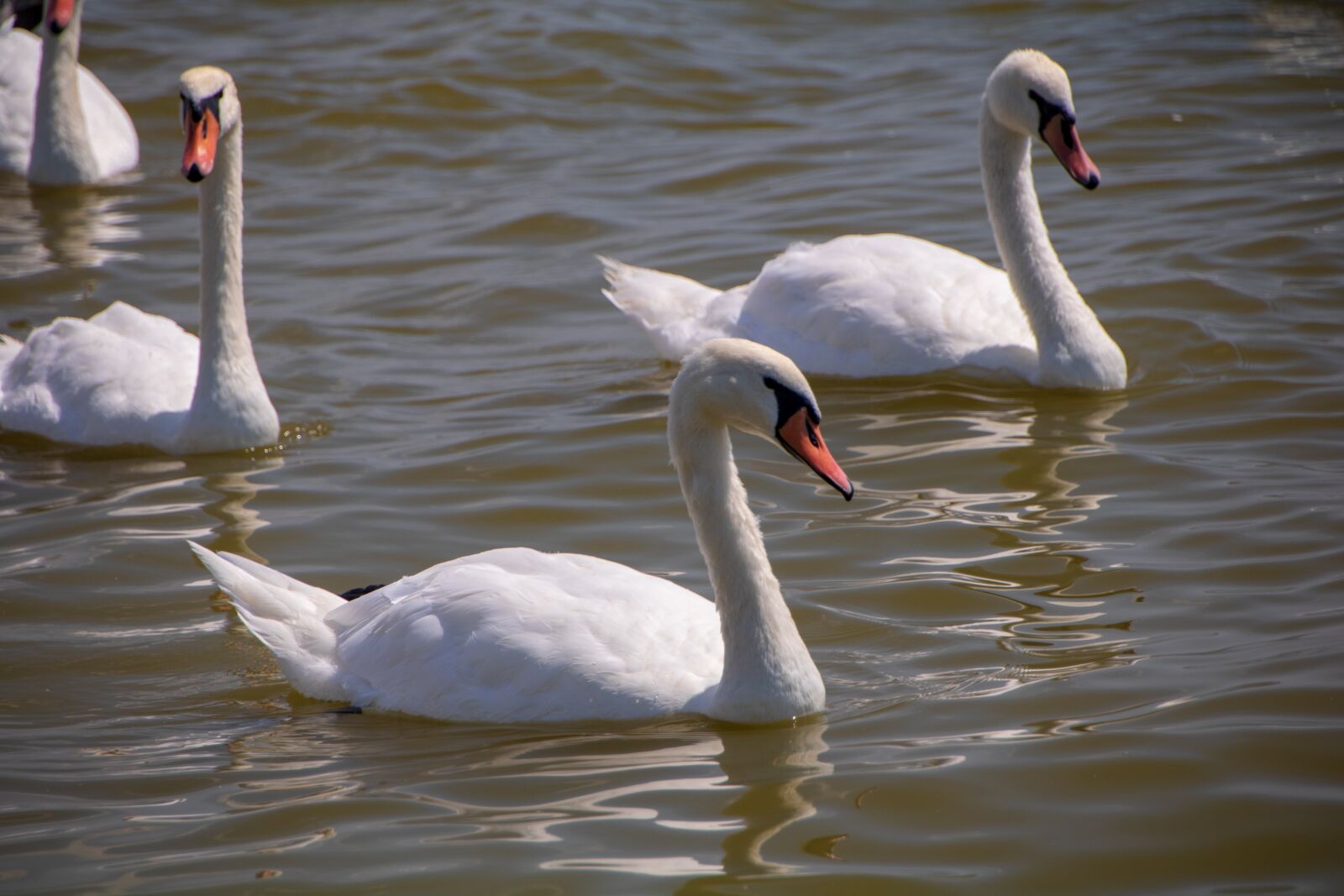 Canon EOS 750D (EOS Rebel T6i / EOS Kiss X8i) sample photo. Swan, bird, lake photography