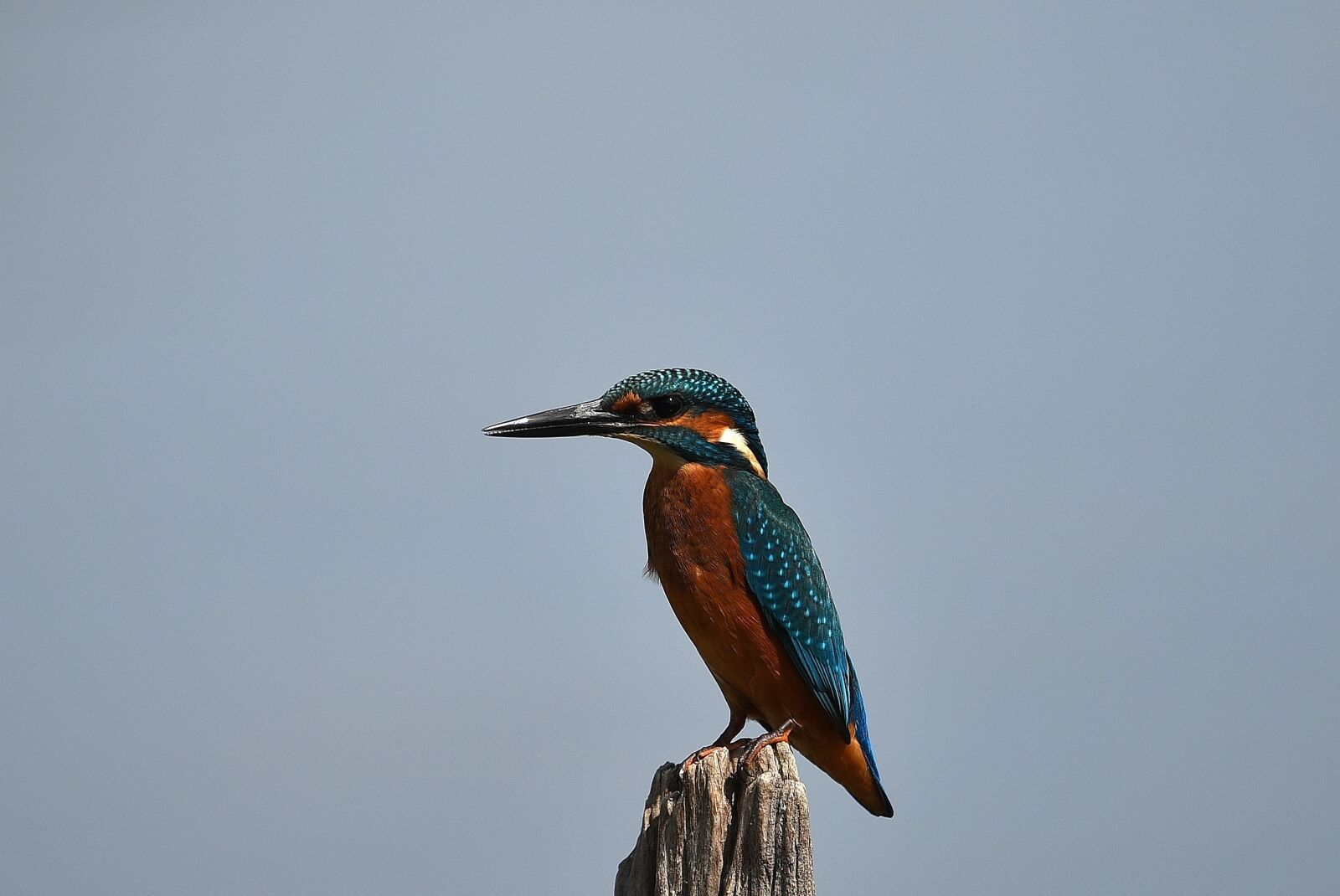 Nikon D750 sample photo. Bird, fauna, no person photography