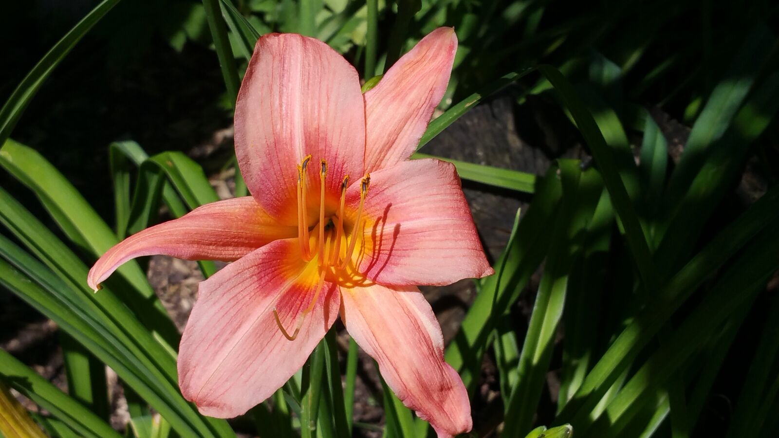 Samsung Galaxy Note4 sample photo. Daylily, salmon pink, in photography