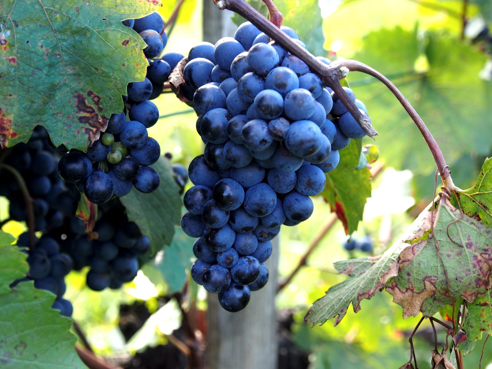 Olympus OM-D E-M5 sample photo. Grapes, wine leaf, vine photography