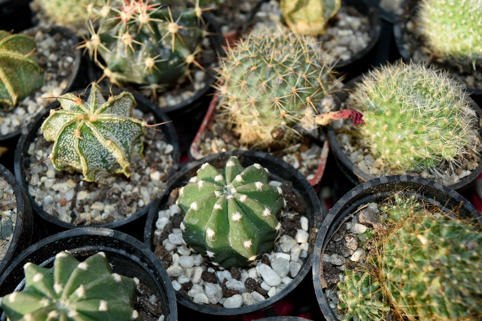 Nikon D5500 sample photo. Detail, flowerpot, flora, spike photography