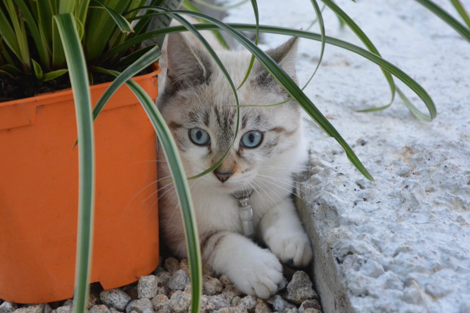 Nikon D5200 sample photo. Kitten, cat, female photography