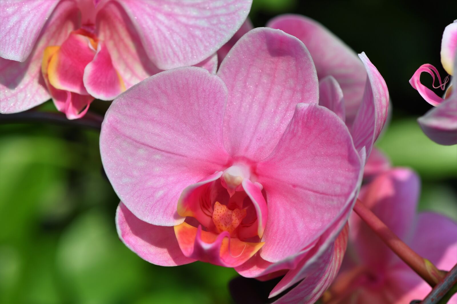 Nikon D7200 sample photo. Orchids, orchid flower, blossom photography