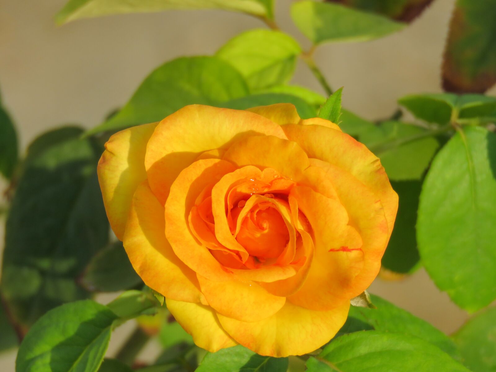 Canon PowerShot SX60 HS sample photo. Yellow rose, rose, flower photography