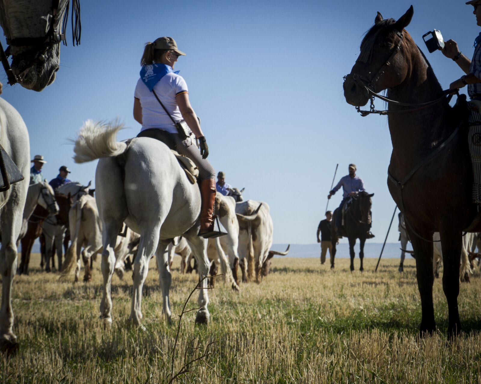 Canon EOS 7D sample photo. Oxen, horses, running of photography