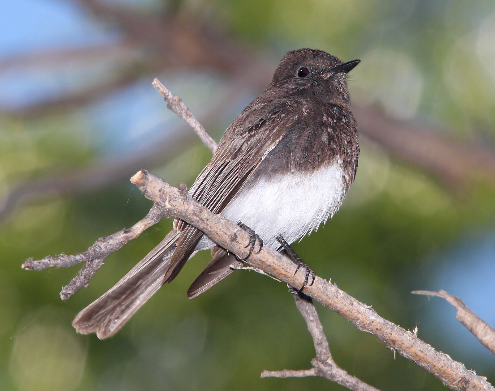Canon EF 300mm F4L IS USM sample photo