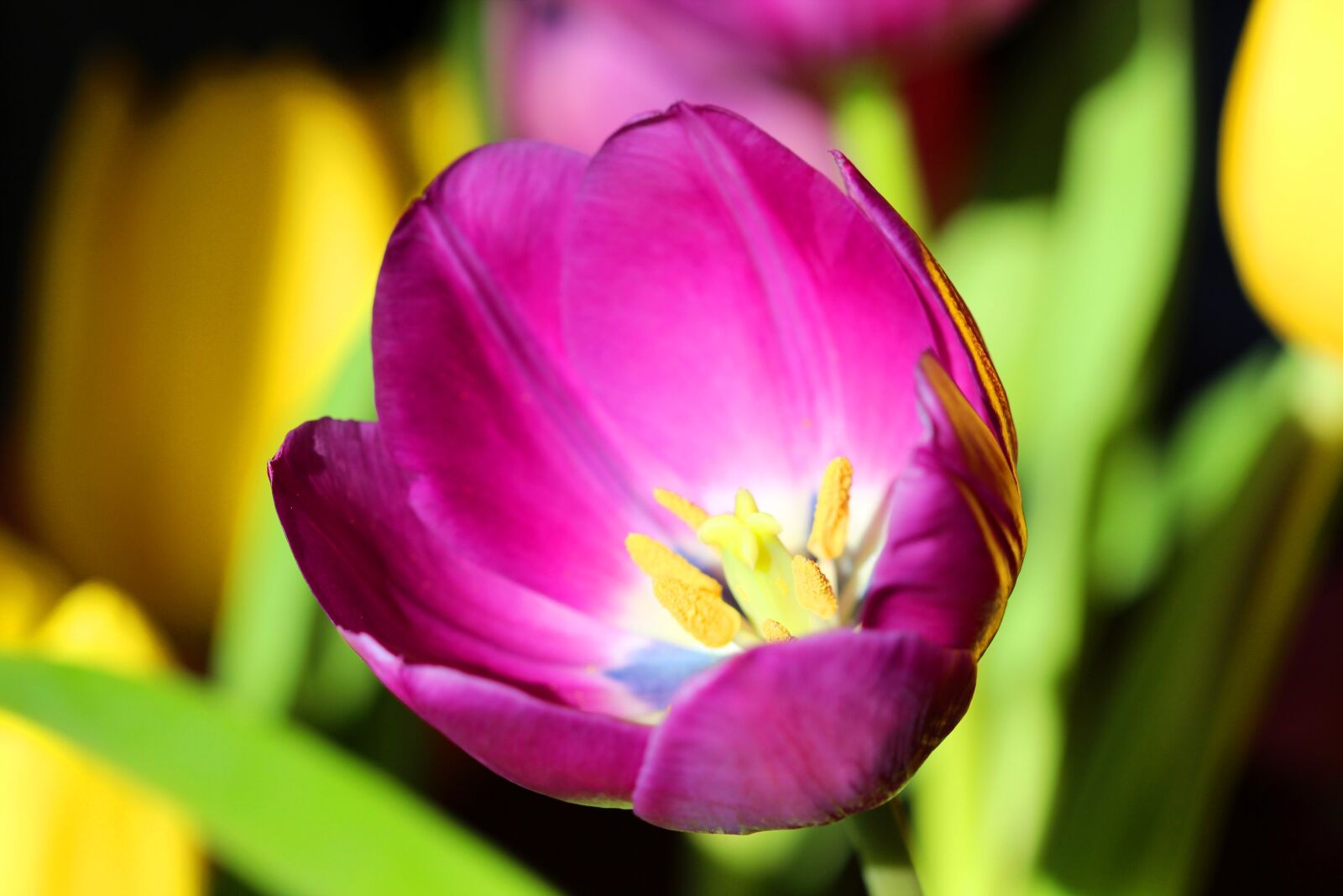 Canon EOS 600D (Rebel EOS T3i / EOS Kiss X5) + Canon EF 100mm F2.8 Macro USM sample photo. Tulip, spring, easter photography