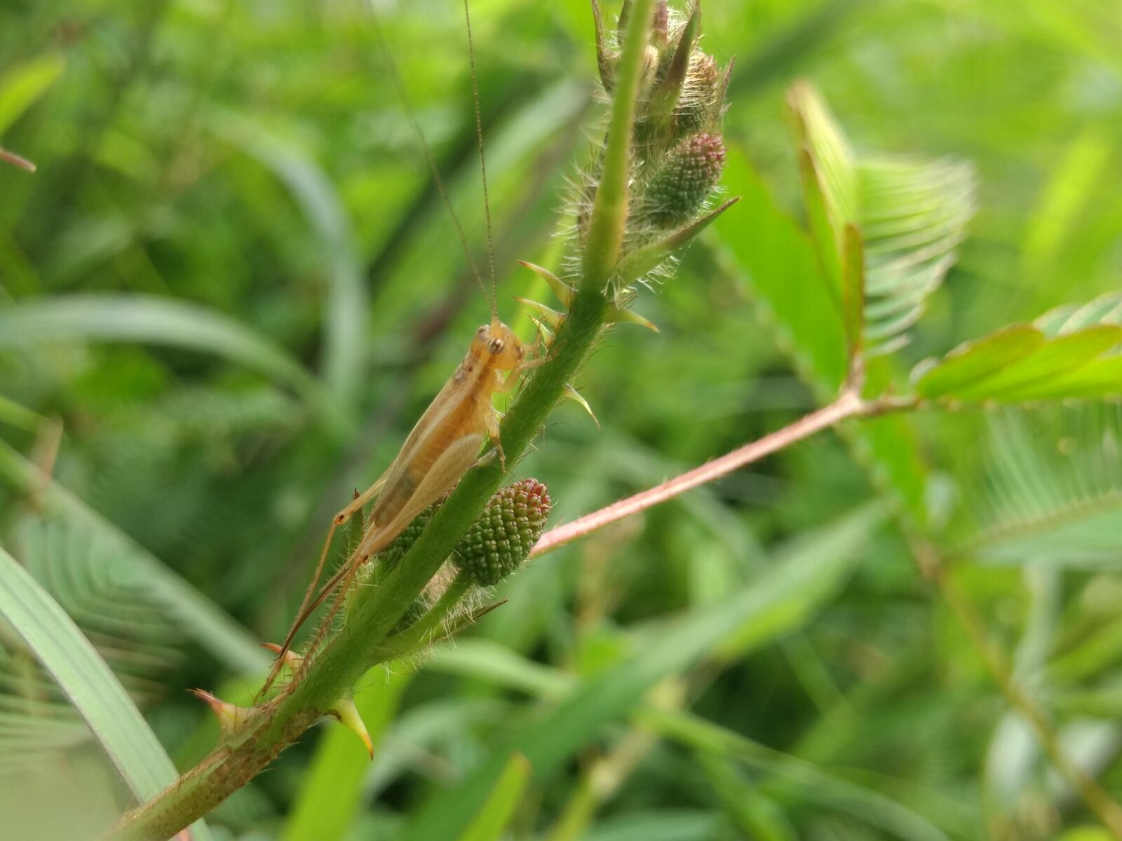 Motorola Moto G (4) sample photo. Nature, animal photography