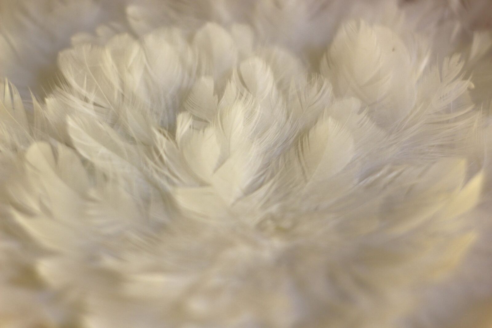 Canon EOS 700D (EOS Rebel T5i / EOS Kiss X7i) sample photo. Spring nest, white springs photography