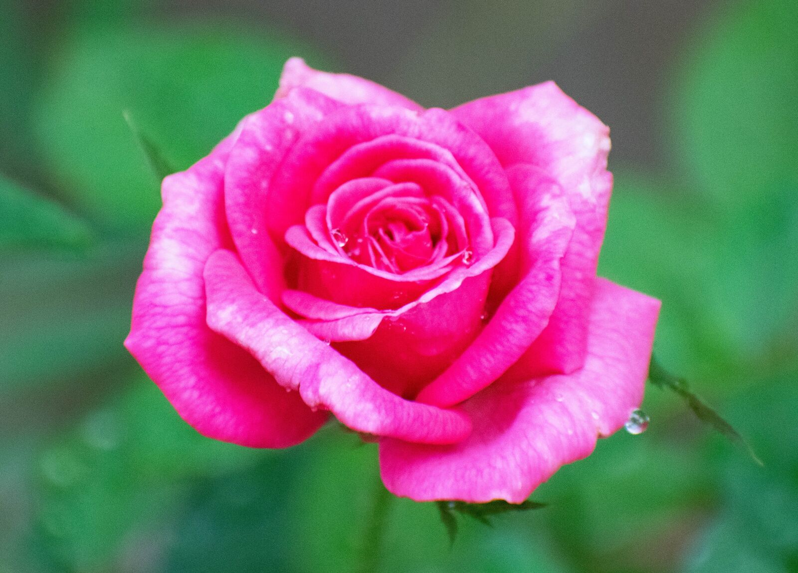 Nikon D3300 sample photo. Rose, pink rose, flower photography