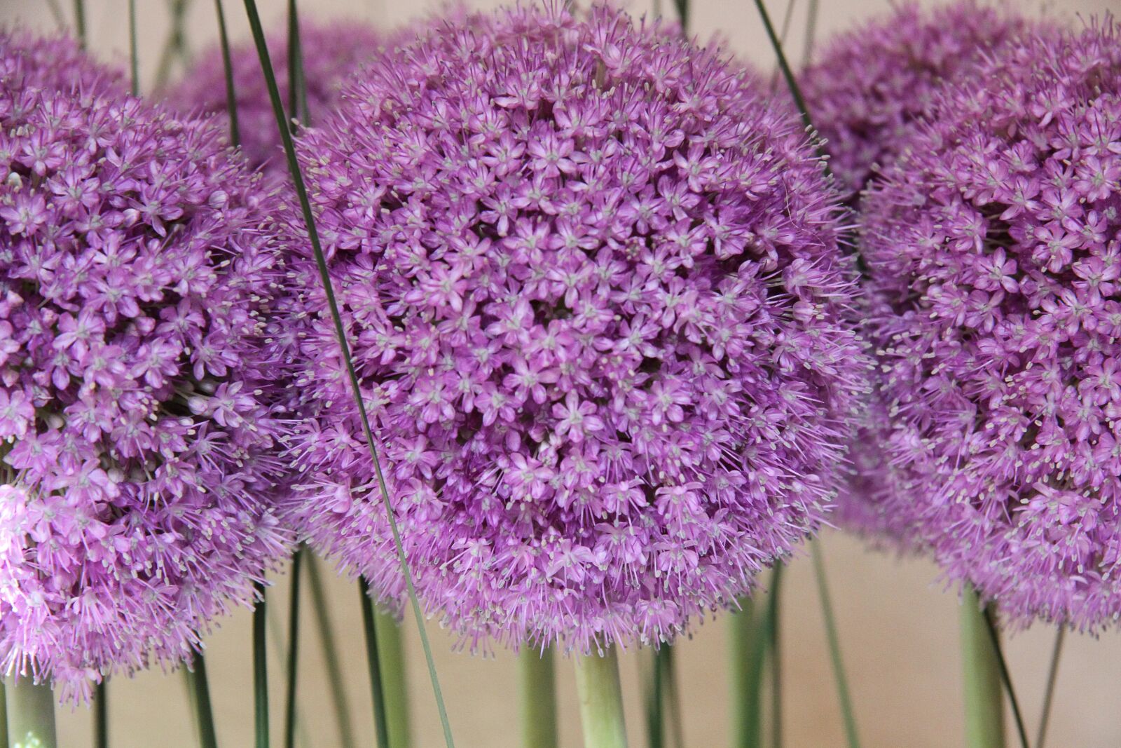 Canon EOS 50D sample photo. Ornamental onion, plant, purple photography