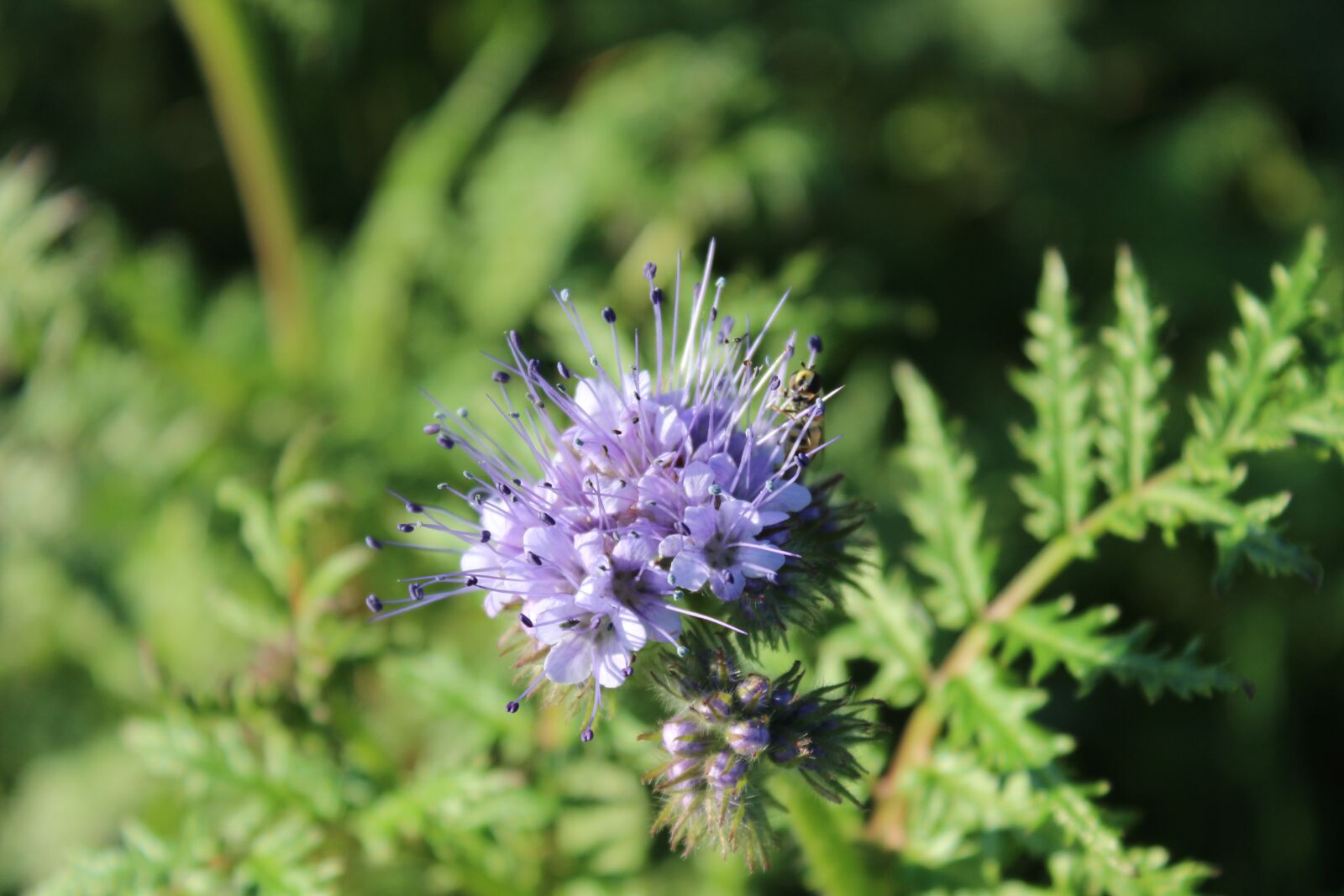 Canon EOS 600D (Rebel EOS T3i / EOS Kiss X5) sample photo. Inflorescence, pollen, plant photography