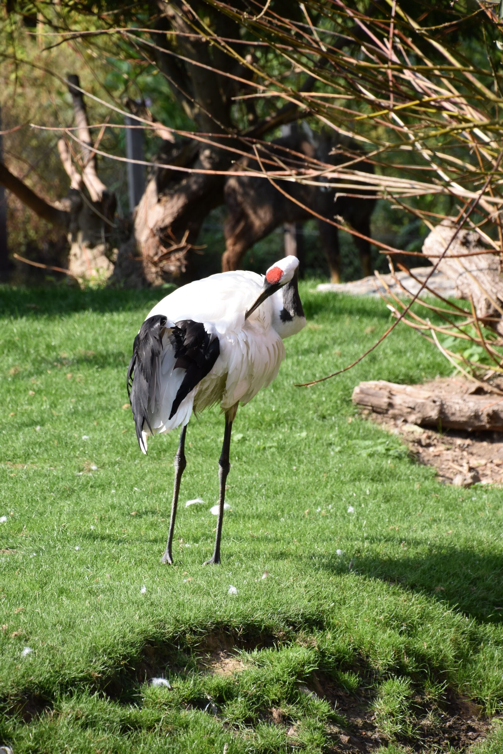 Nikon D5600 sample photo. Animal, crane, nature photography