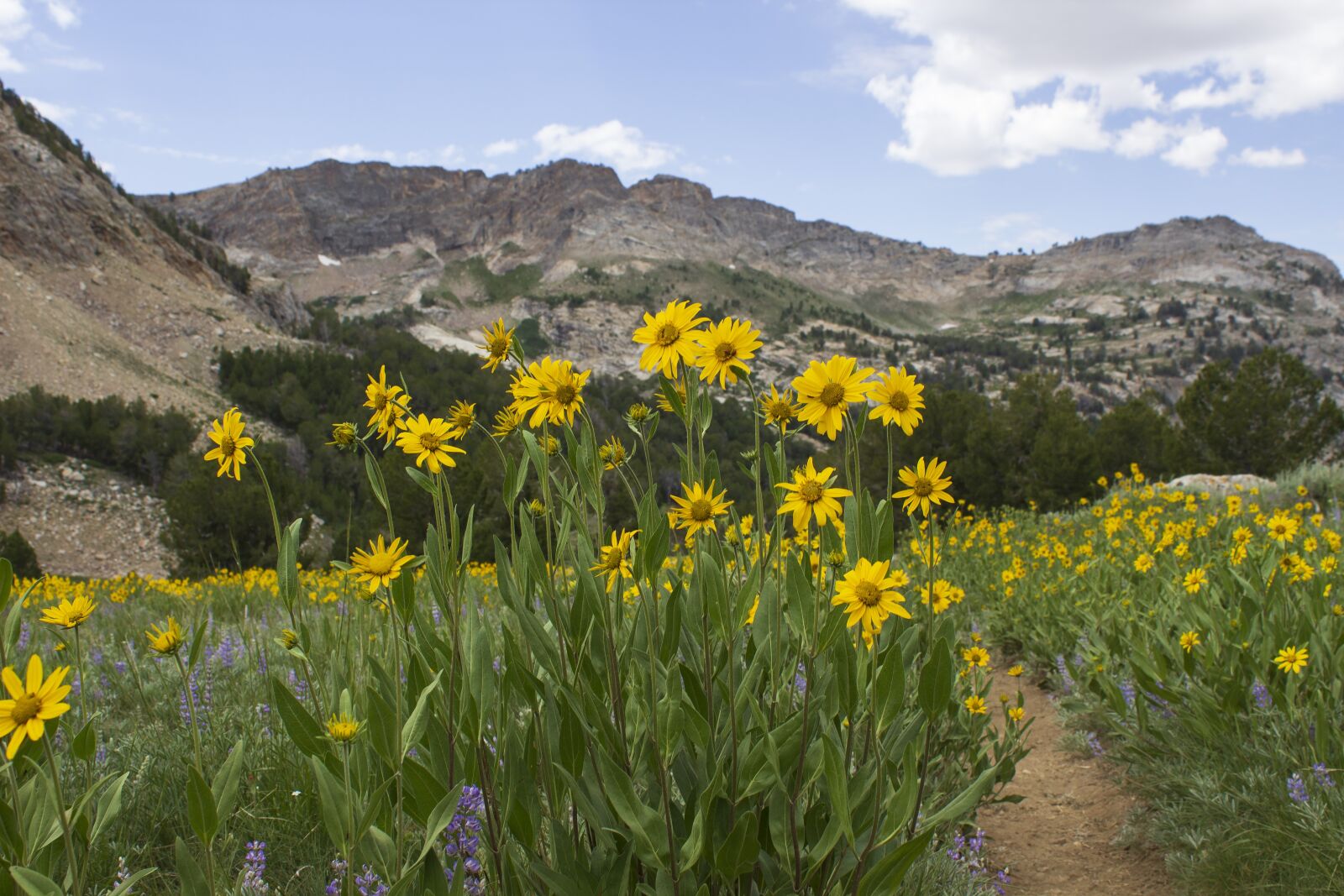 Canon EOS 600D (Rebel EOS T3i / EOS Kiss X5) sample photo. Trail, flowers, mountains photography